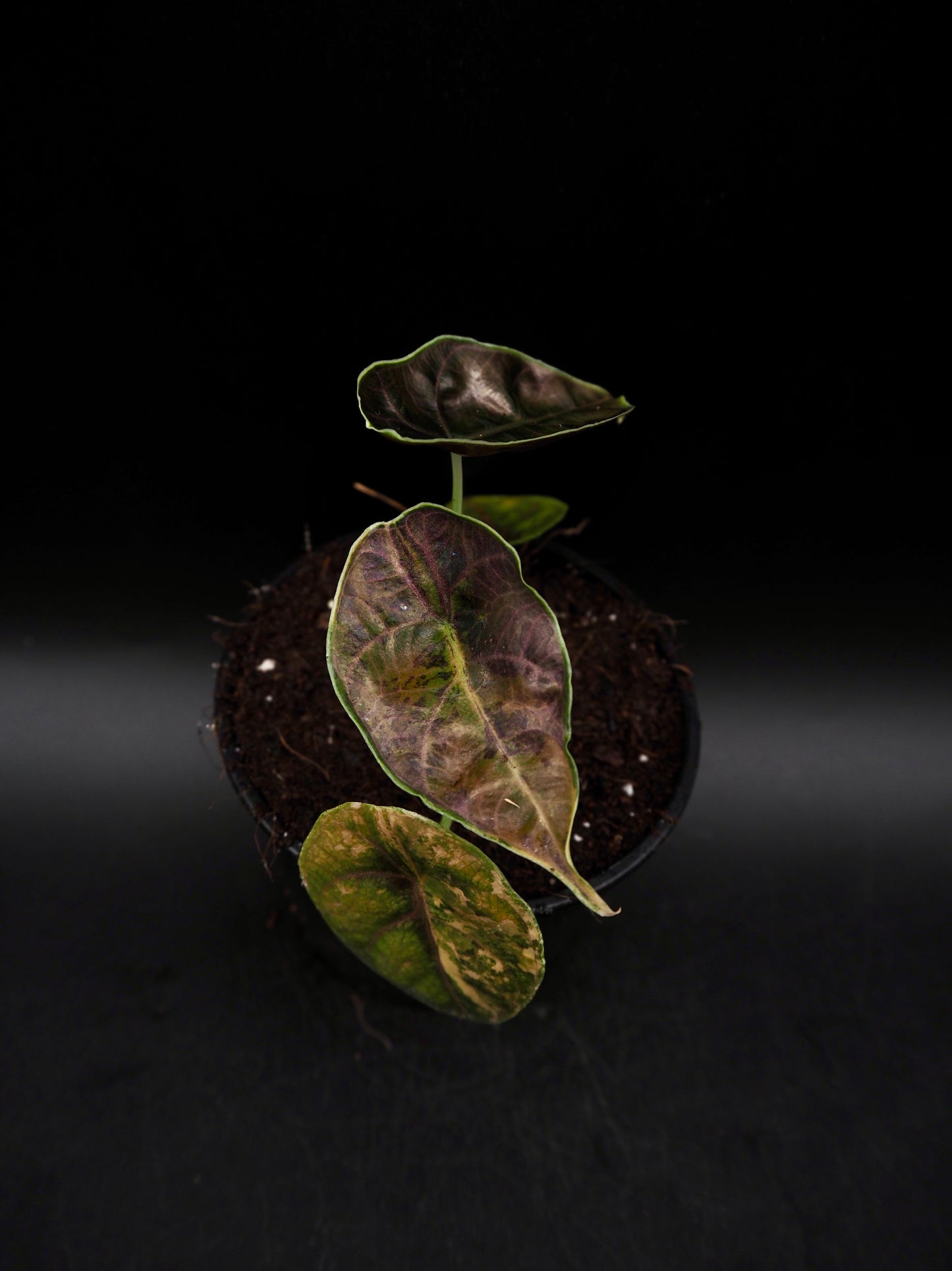 Alocasia Azlanii Aurea