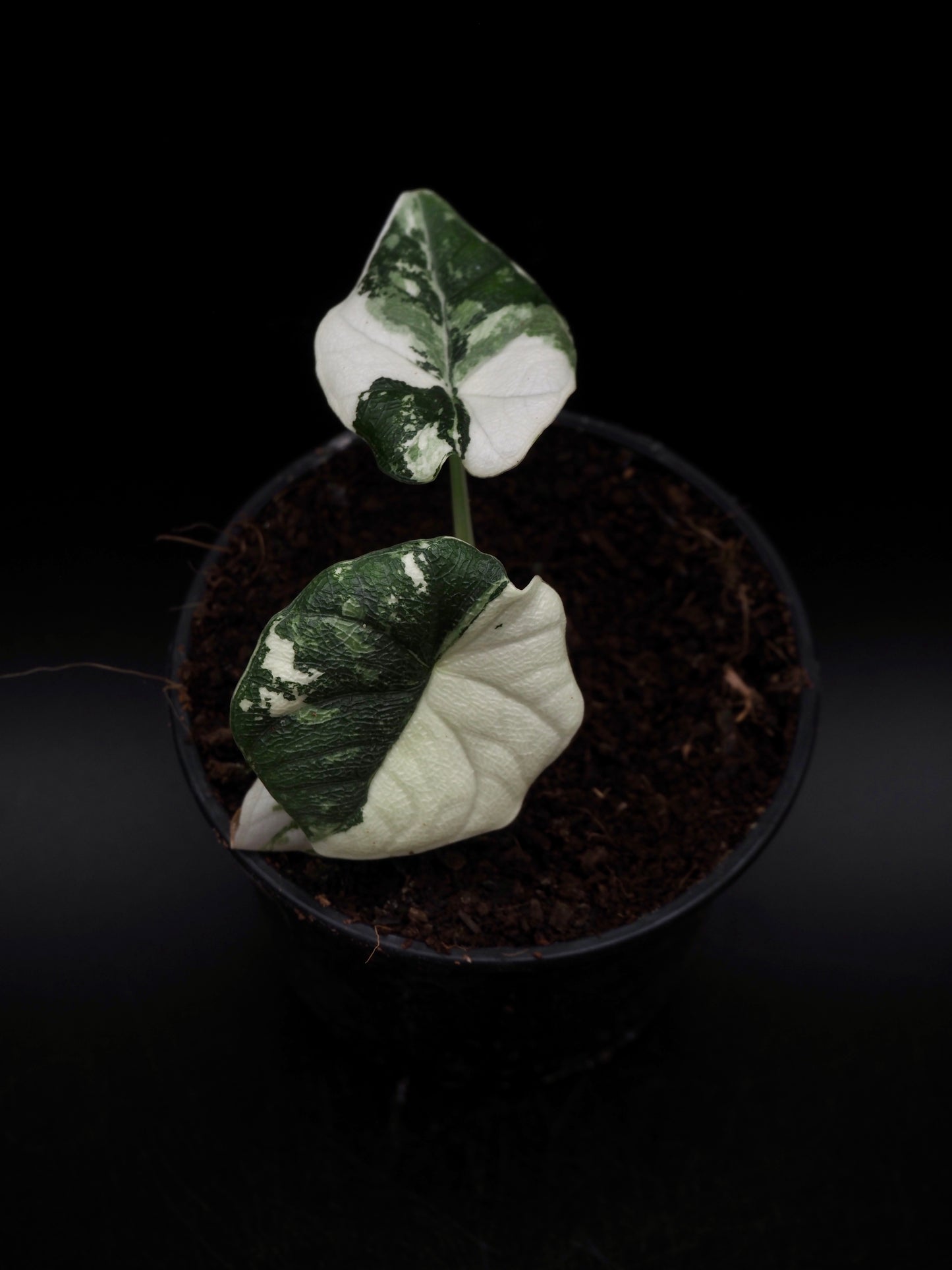 Alocasia Melo Albo