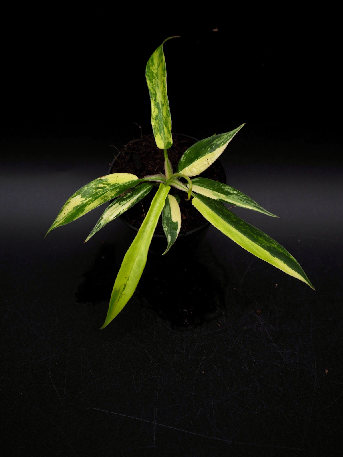 Philodendron Florida Beauty X Tortum Aurea Variegata