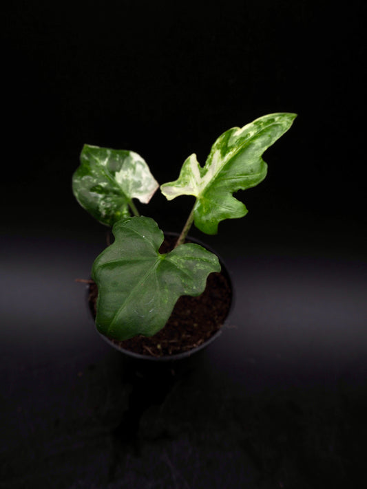 Alocasia Brancifolia Albo