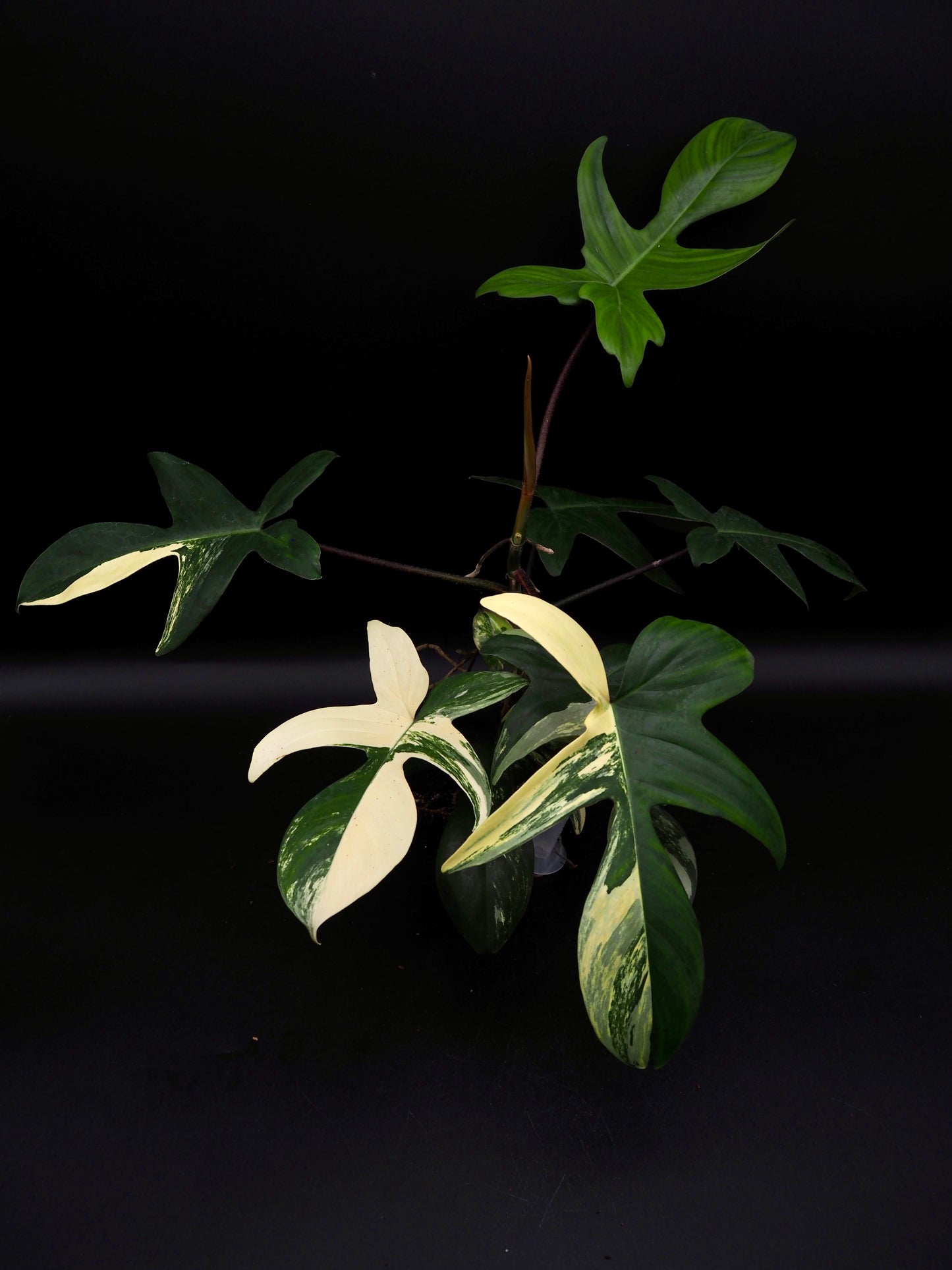 Philodendron Florida Beauty