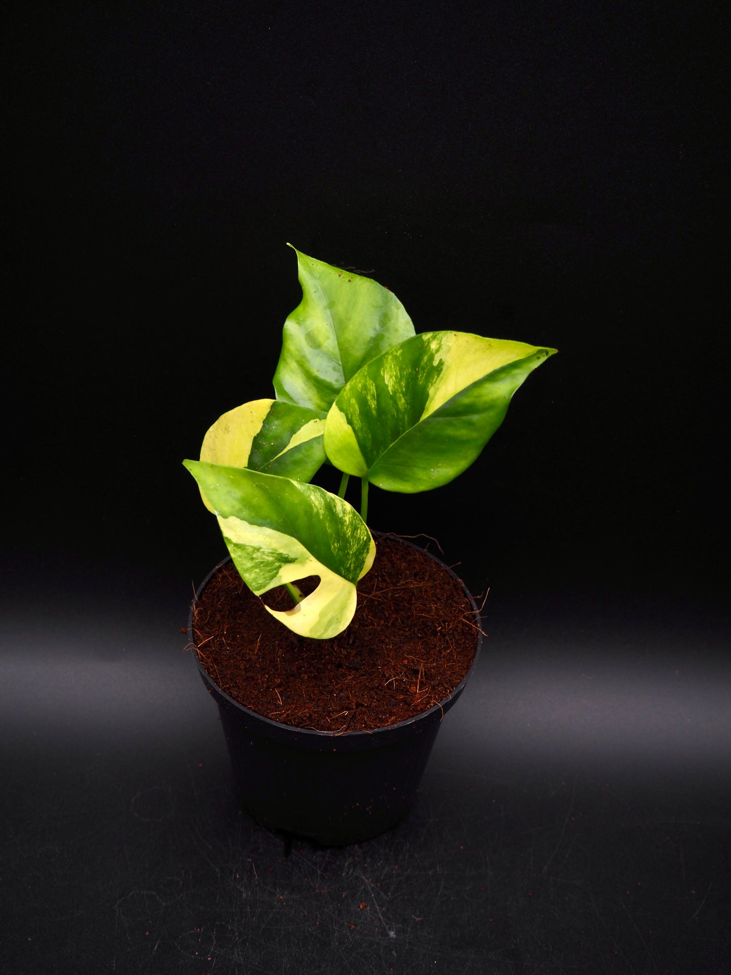 Rhaphidophora Tetrasperma Aurea Variegata