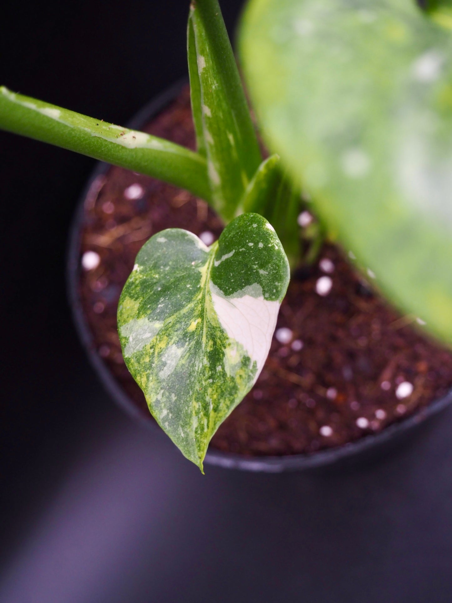 Monstera Thai Constellation Miracle Tricolor