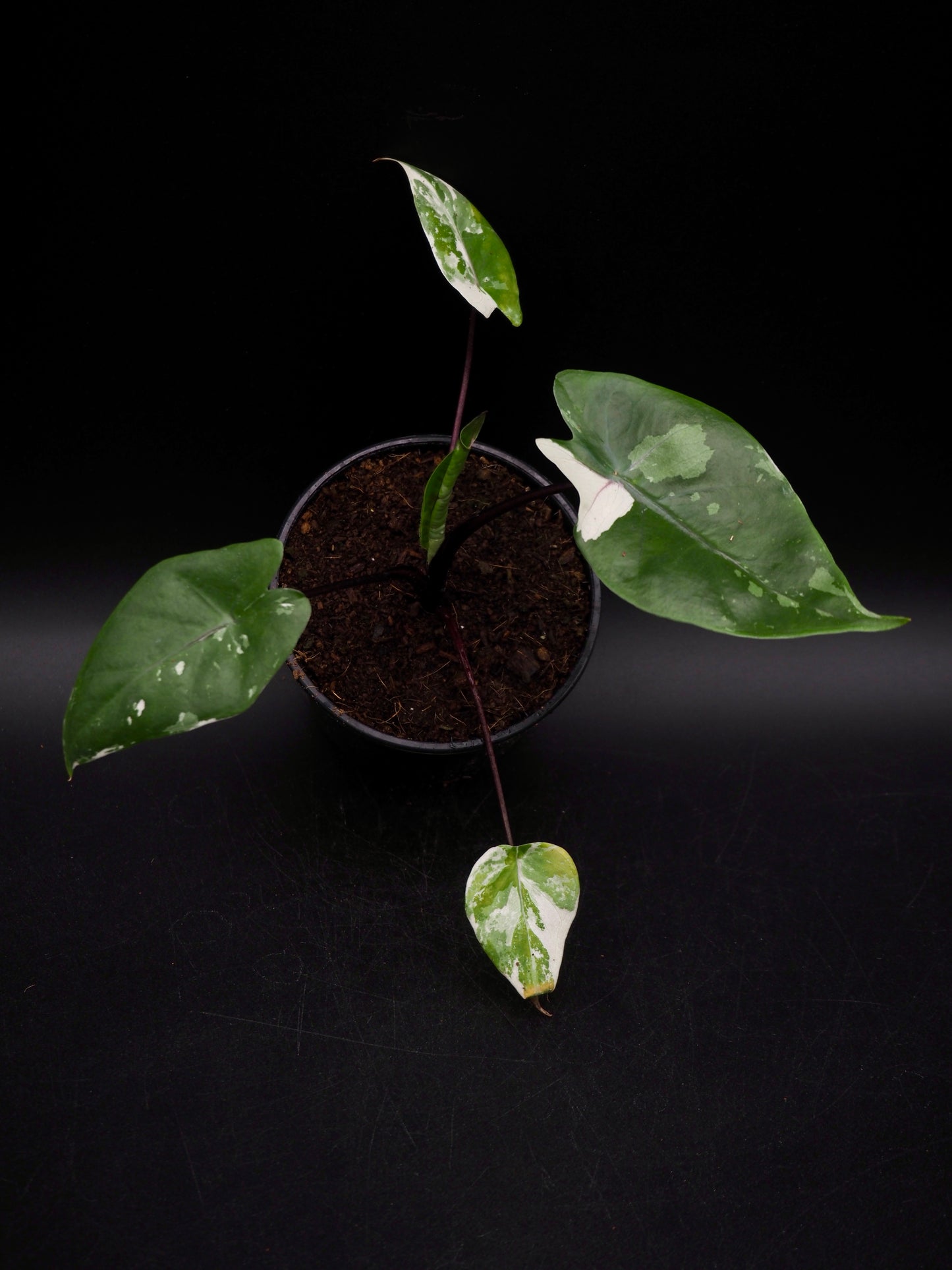 Alocasia Macrorrhiza Black Stem Variegata