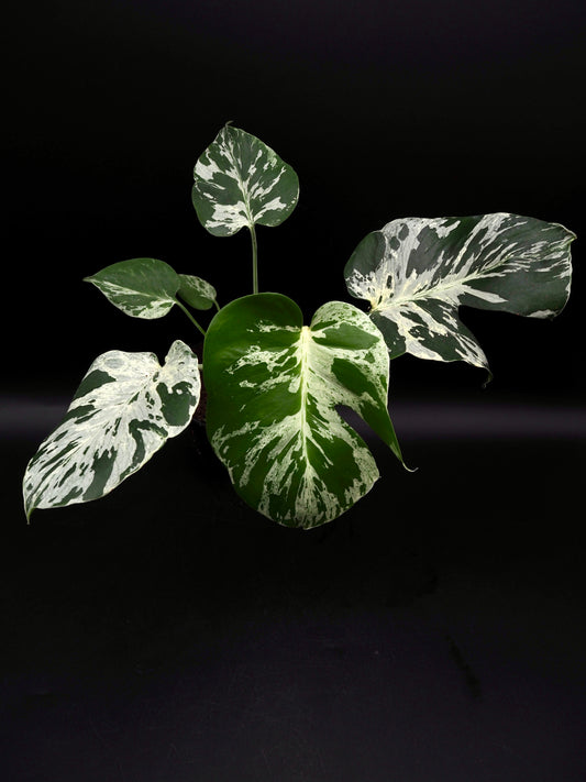 Monstera Bulbasaur