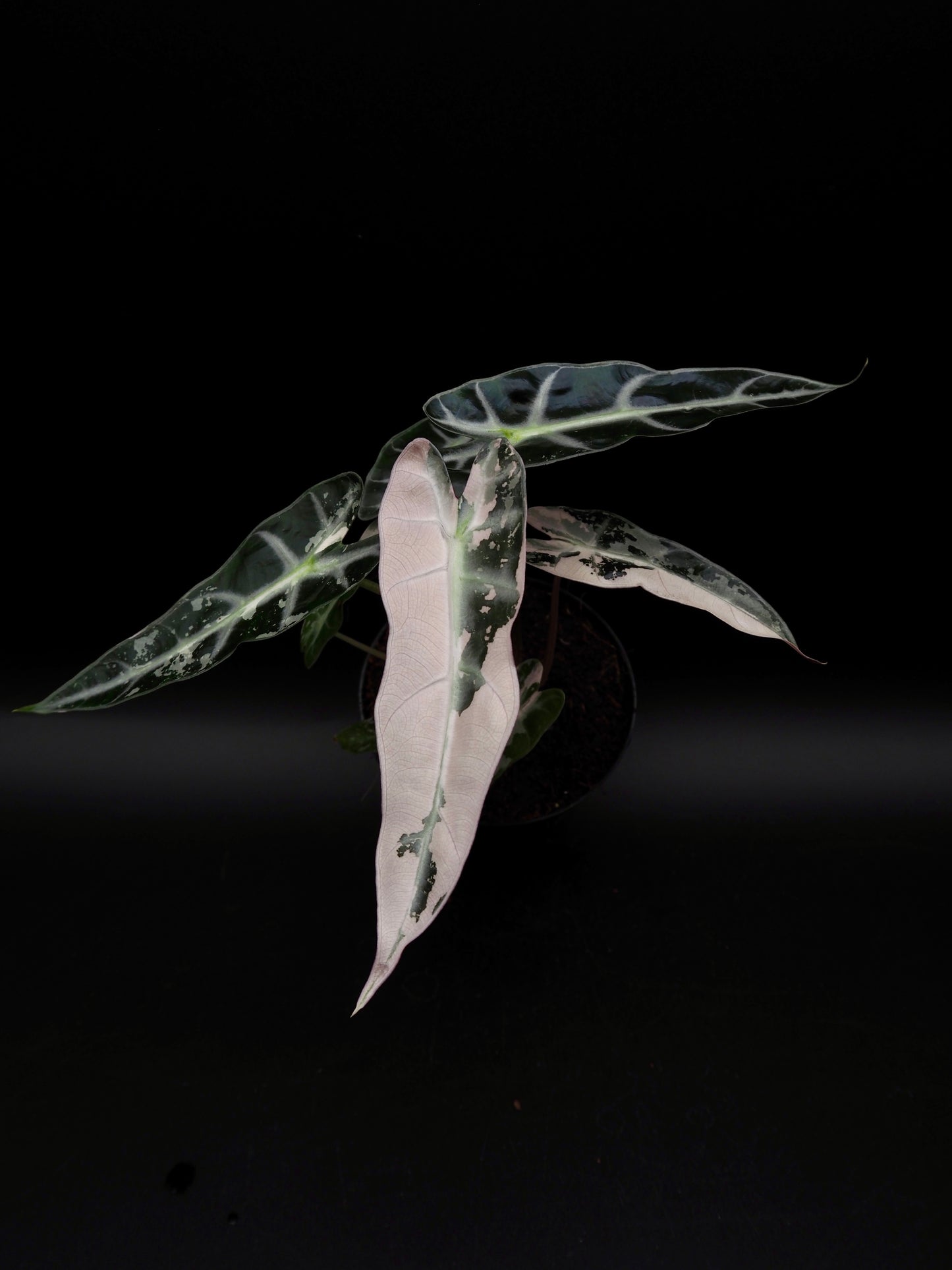 Alocasia Bambino Pink Variegata
