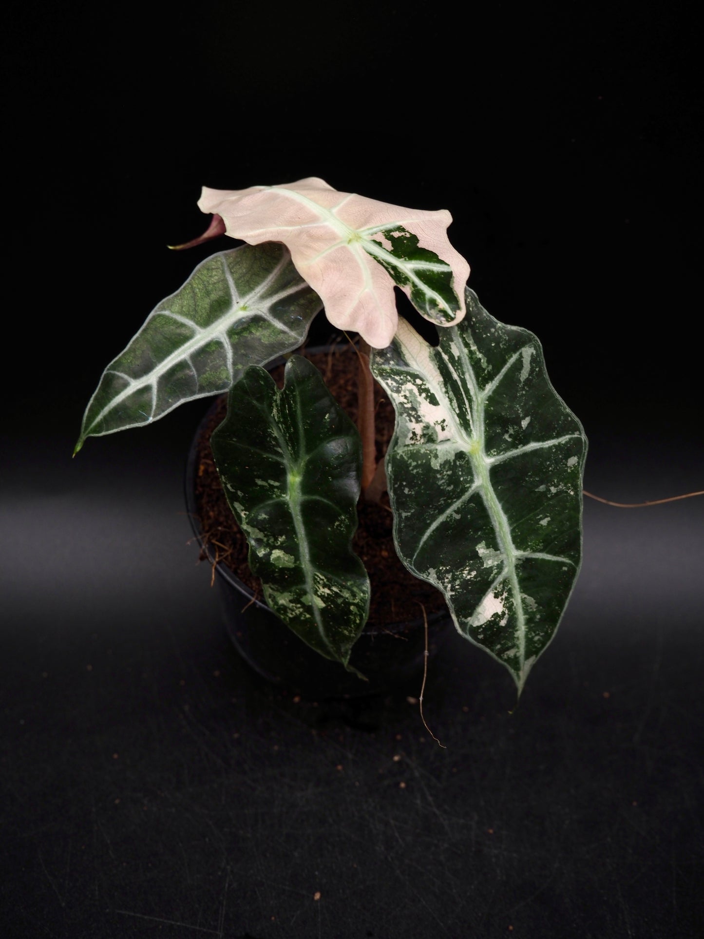 Alocasia Polly Rose Variegata
