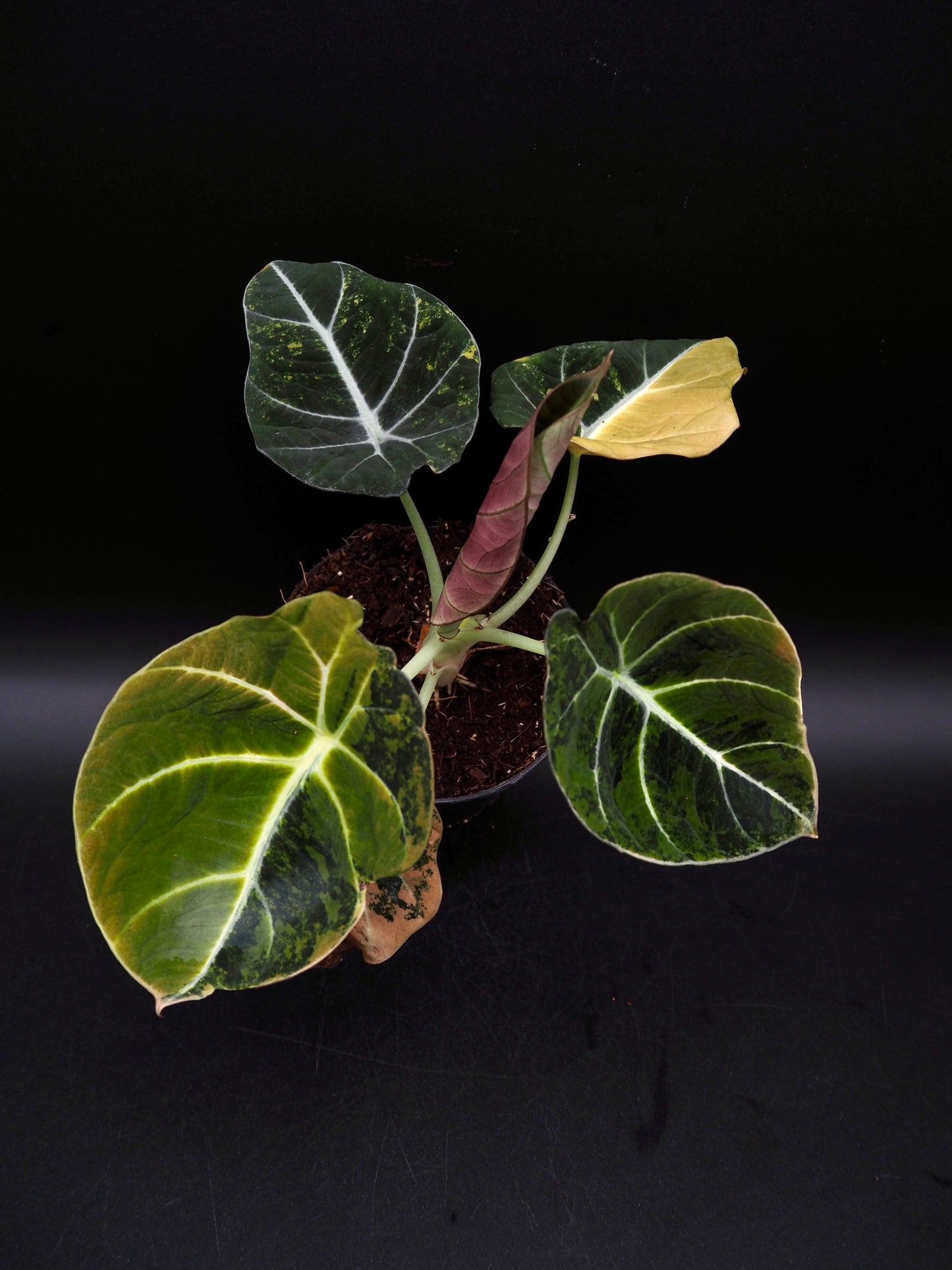 Alocasia Black Velvet Gold