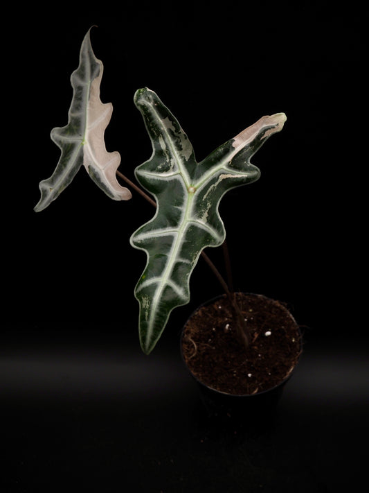 Alocasia Nobilis Pink