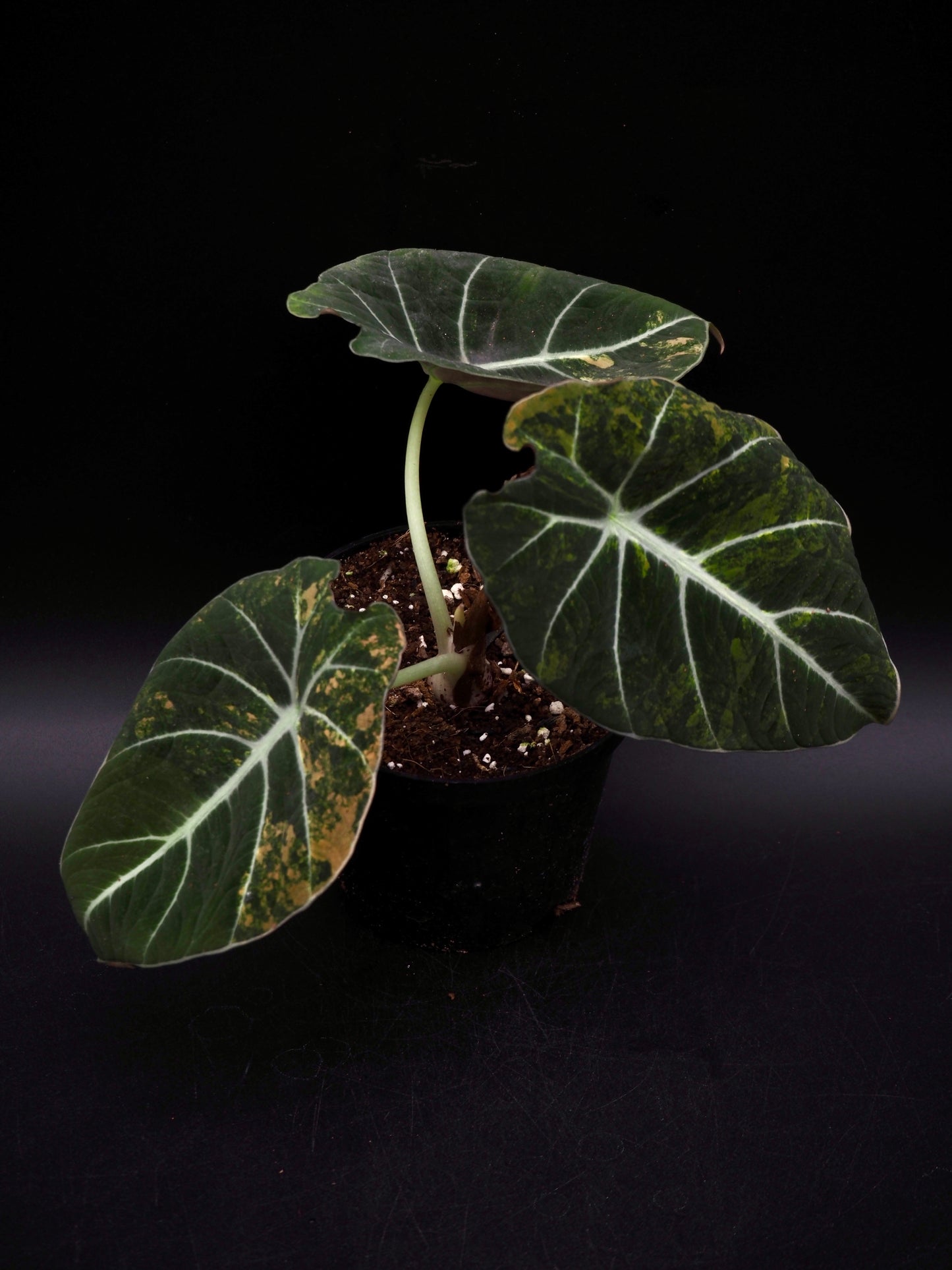 Alocasia Black Velvet Gold