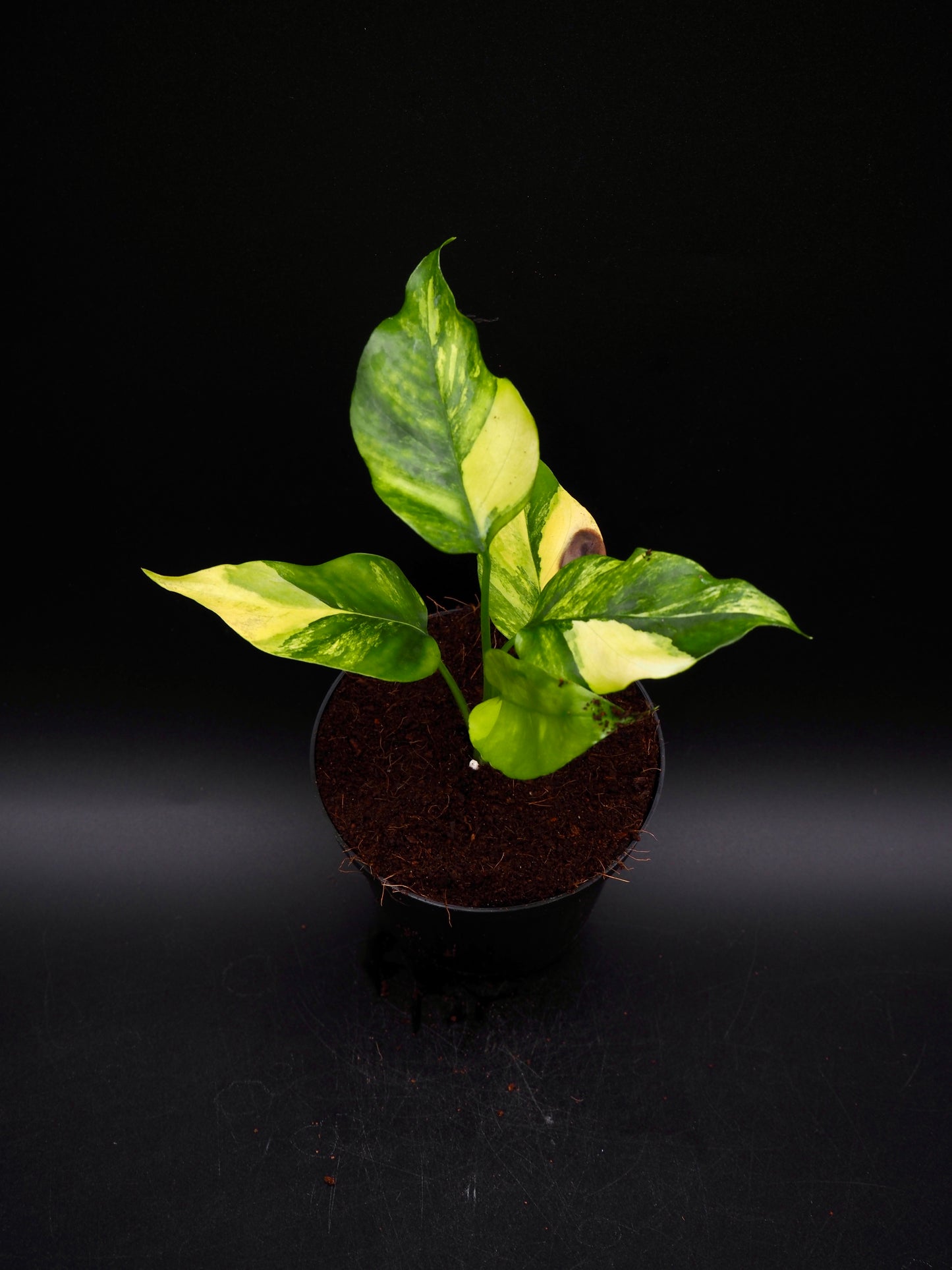 Rhaphidophora Tetrasperma Aurea Variegata