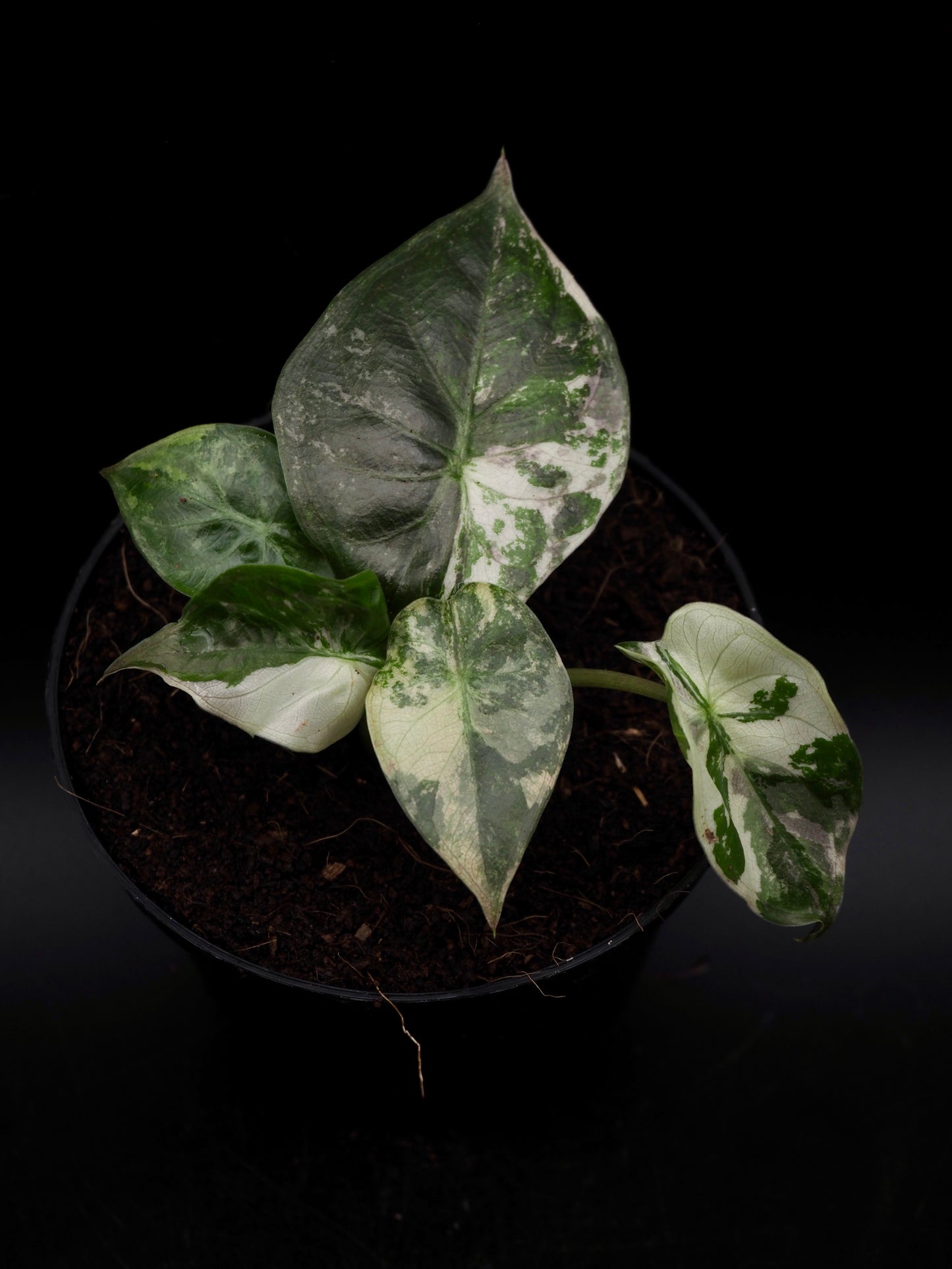 Alocasia Wentii Albo/Pink