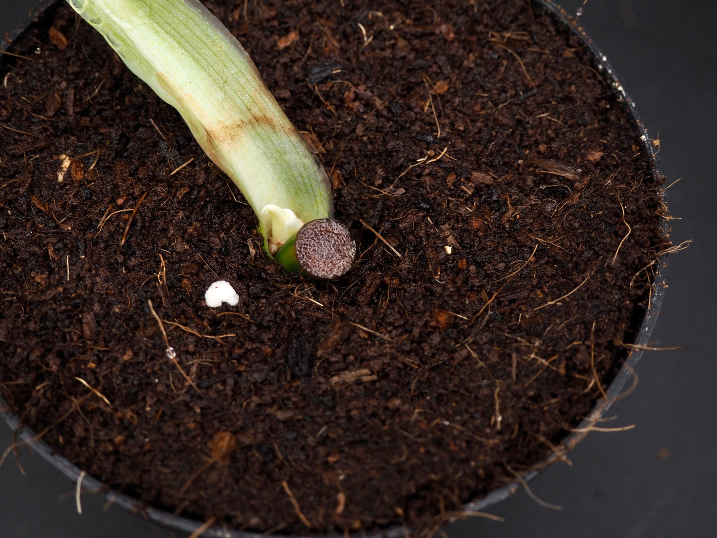 Philodendron Melanochrysum Bonfire
