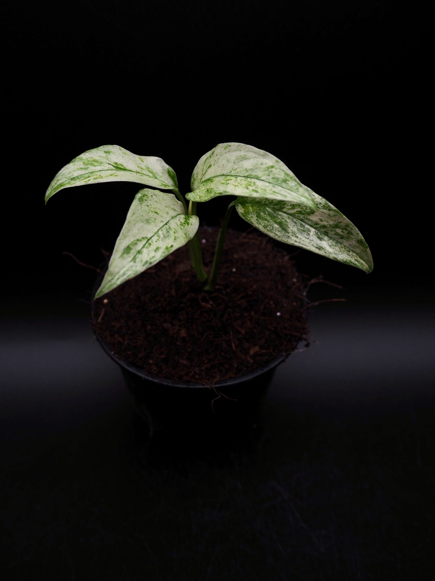 Monstera Laniata Mint