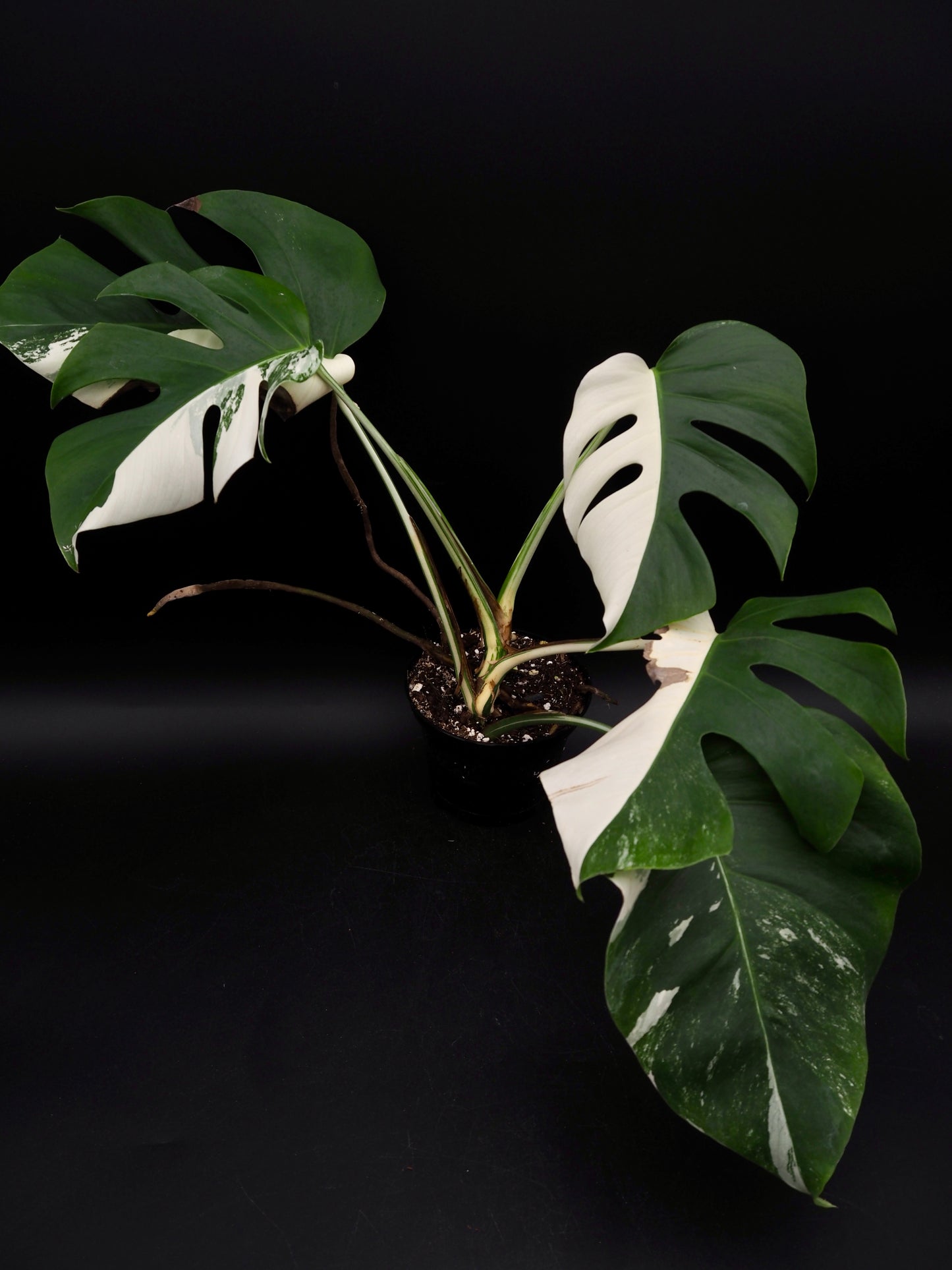 Monstera Borsigiana Albo Variegata