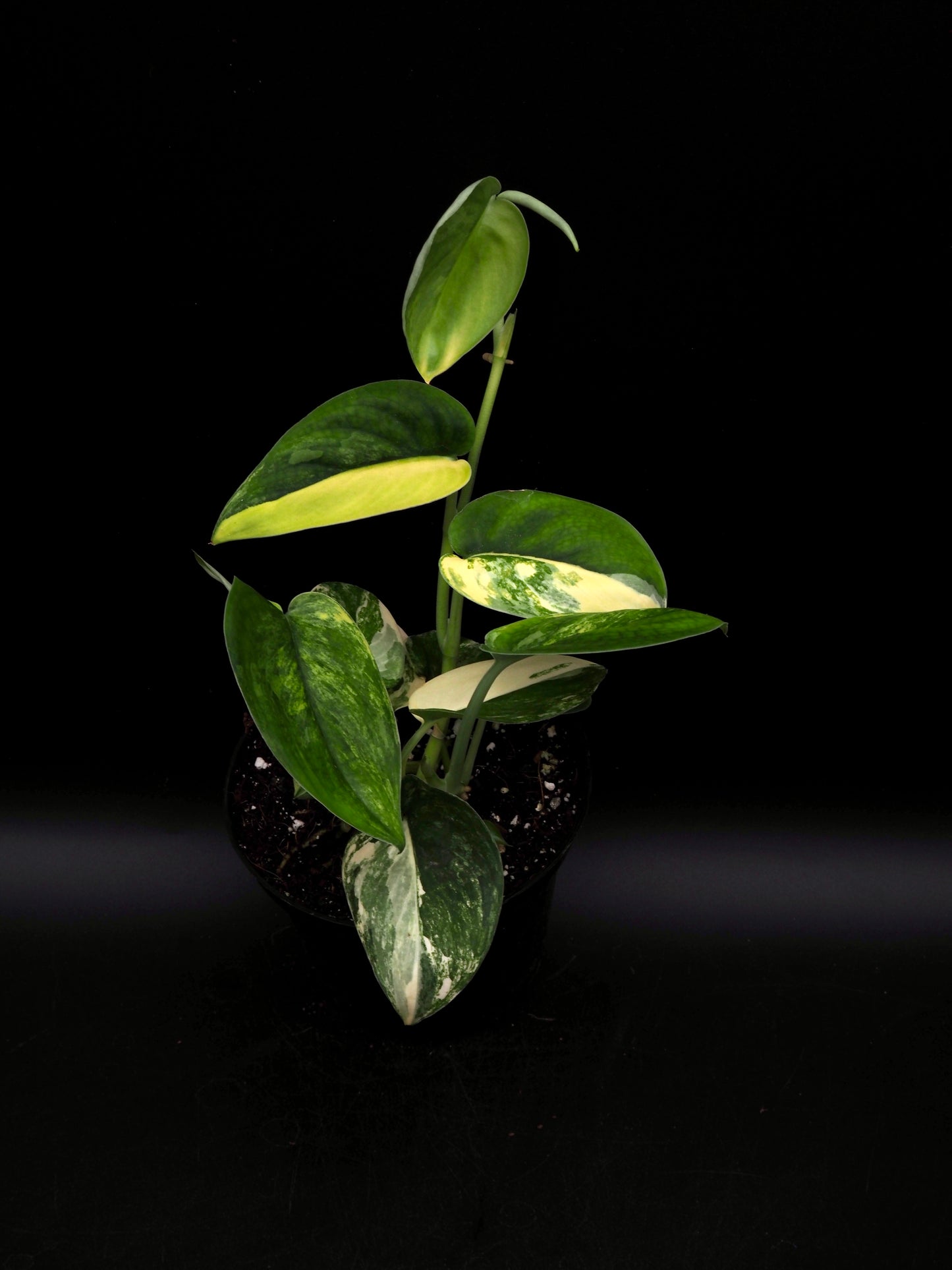 Scindapsus Jade Satin Variegata