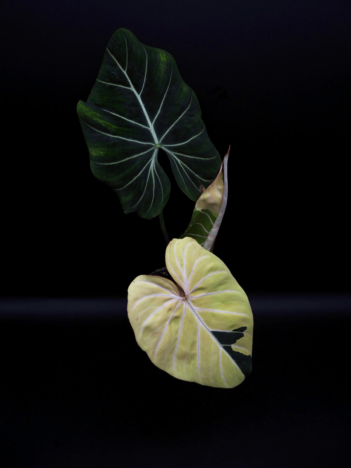Philodendron Gloriosum Albo Variegata