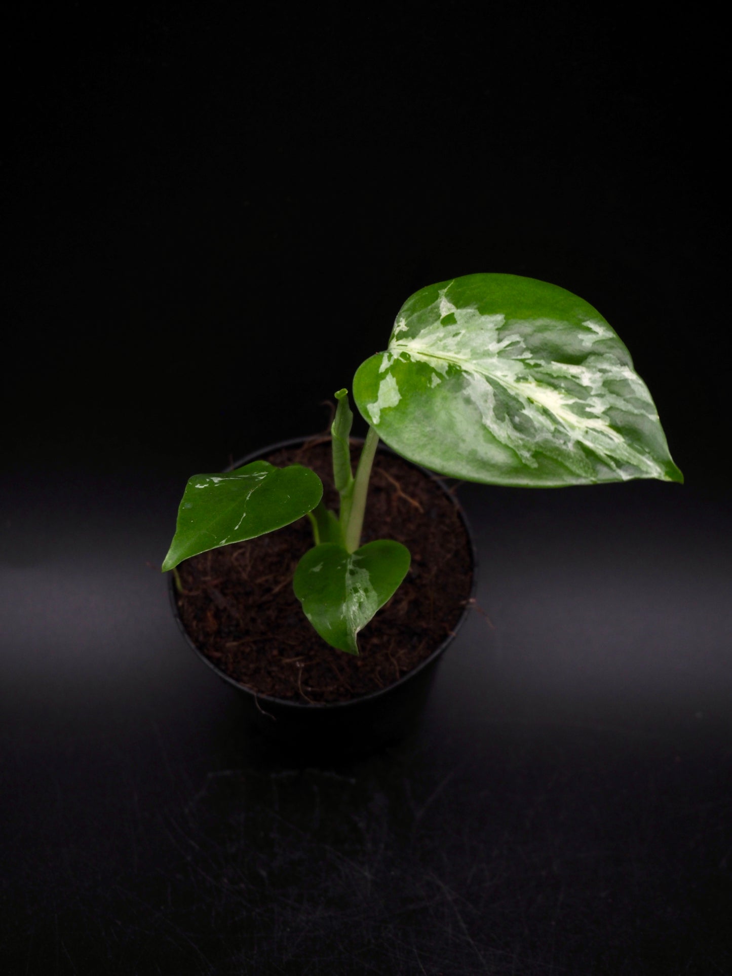 Monstera Bulbasaur