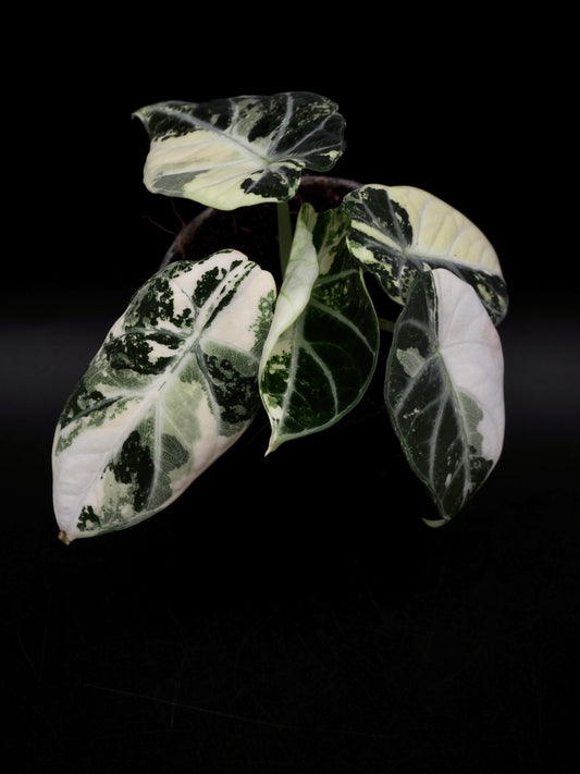 Alocasia Ninja Albo