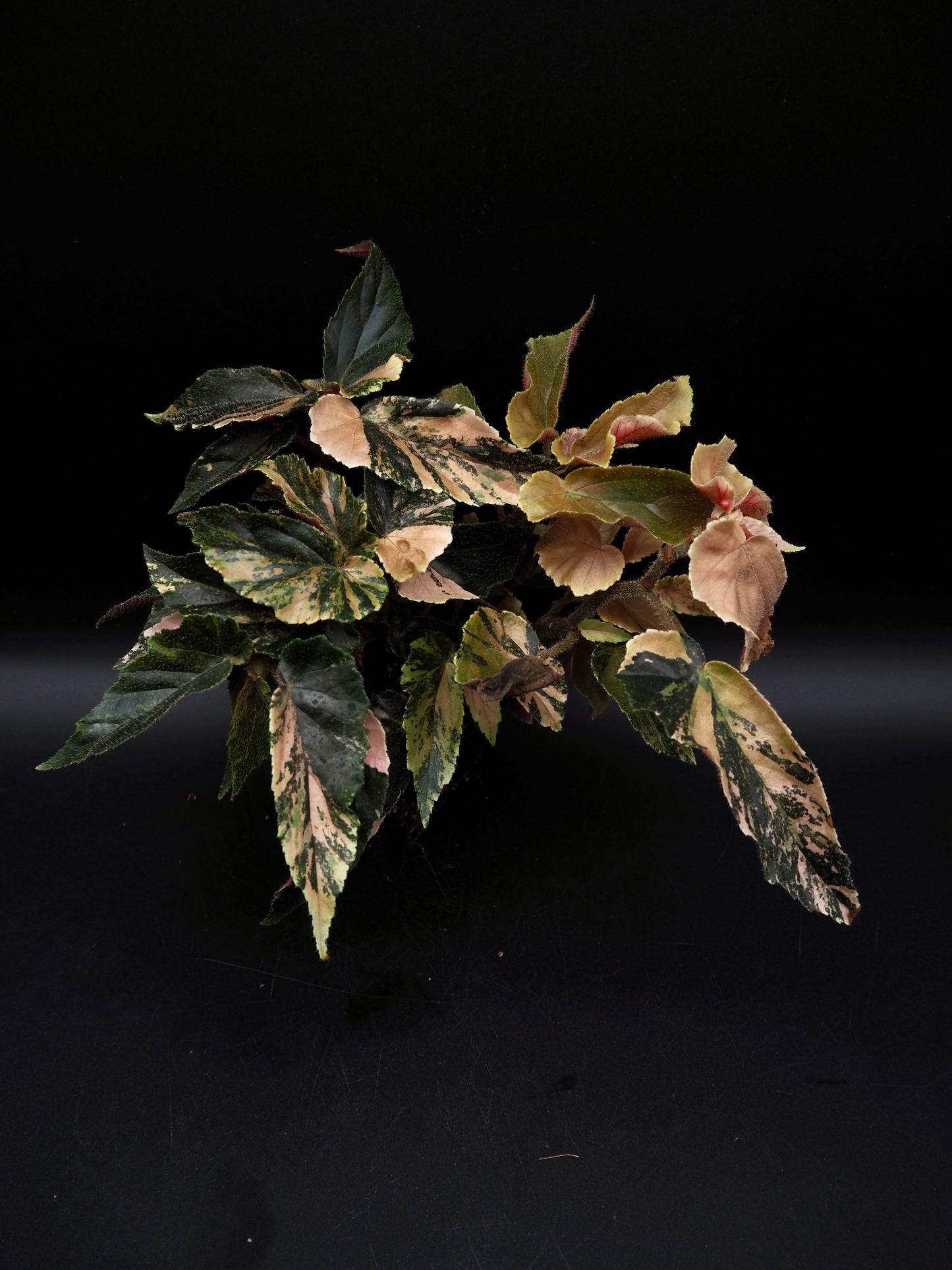 Begonia Ginny Galaxy
