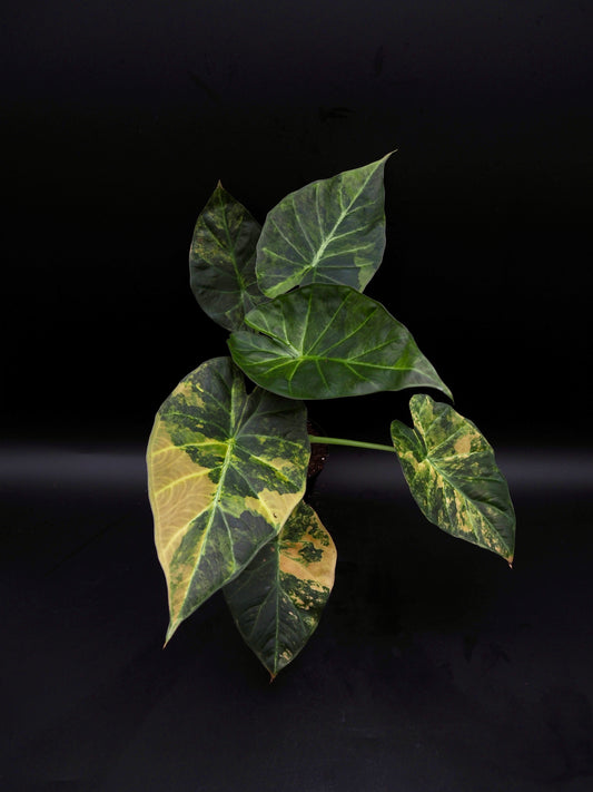 Alocasia Regal Shield Aurea