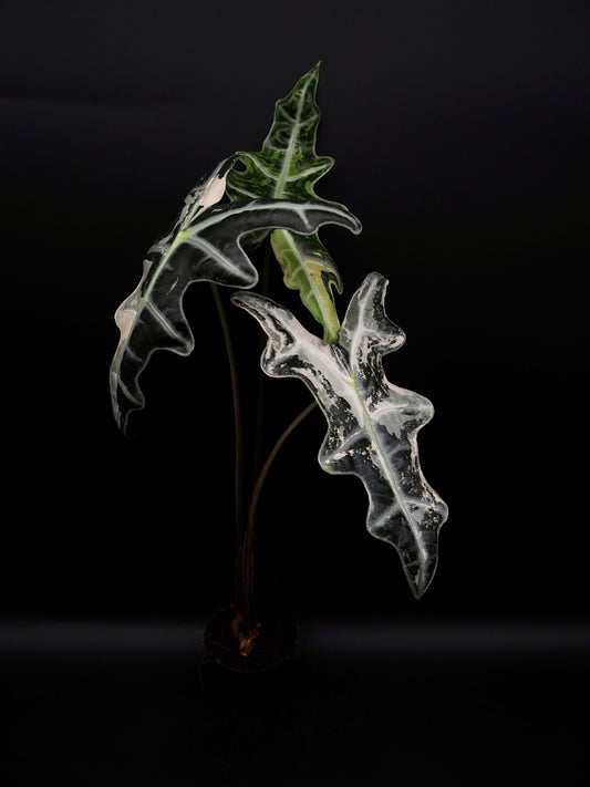 Alocasia Nobilis Rose