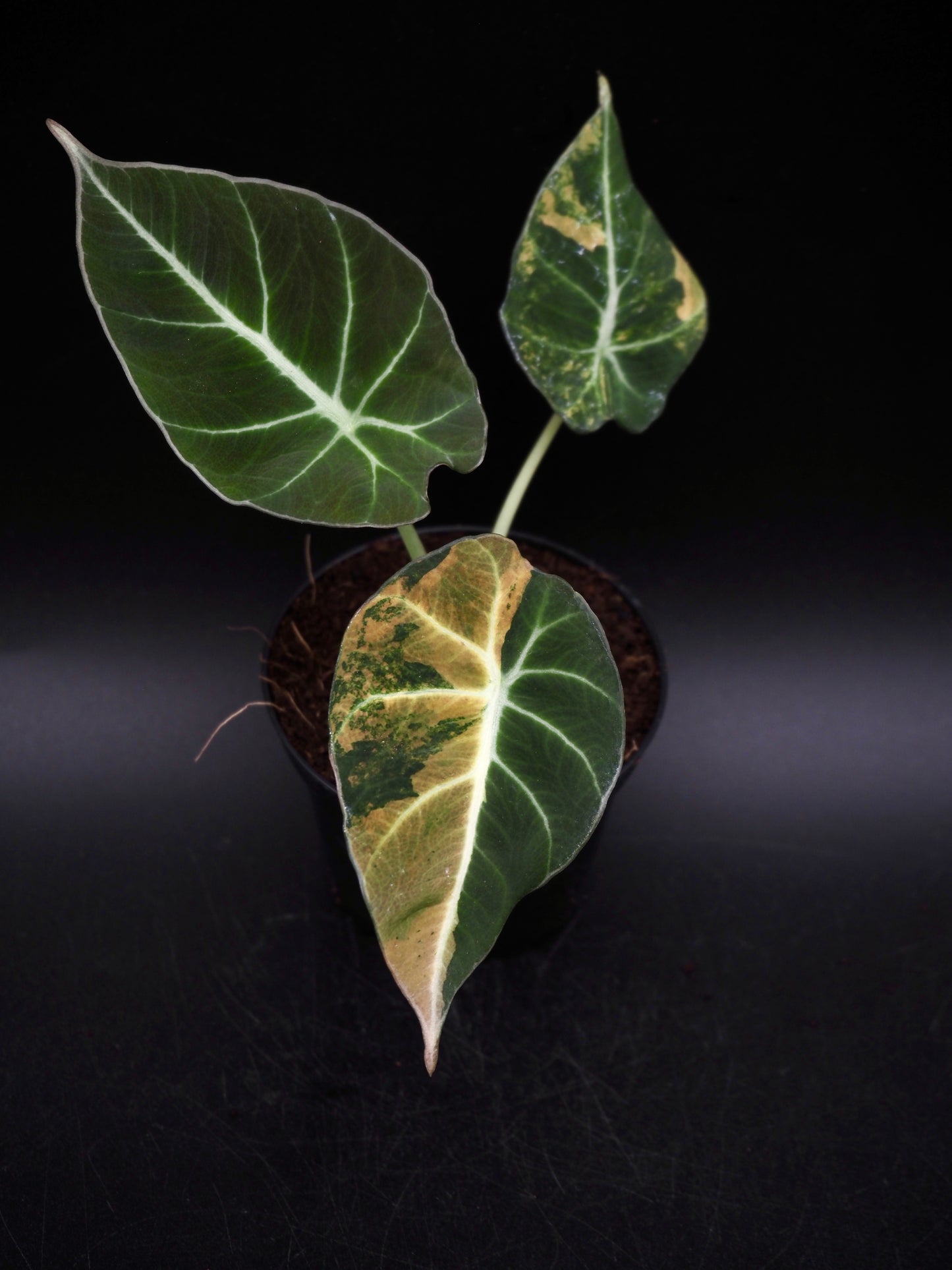 Alocasia Black Velvet Gold