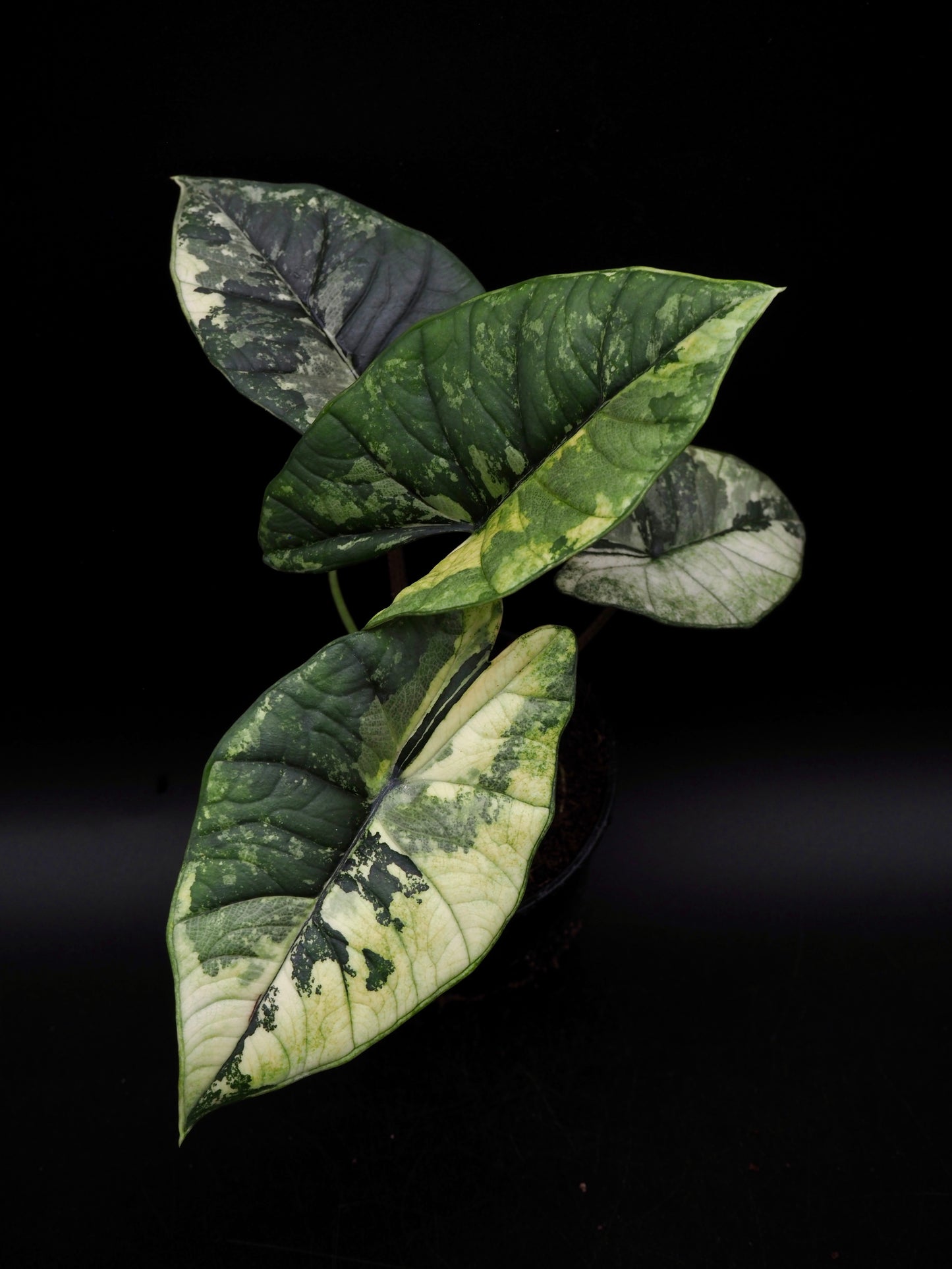 Alocasia Platinum Albo