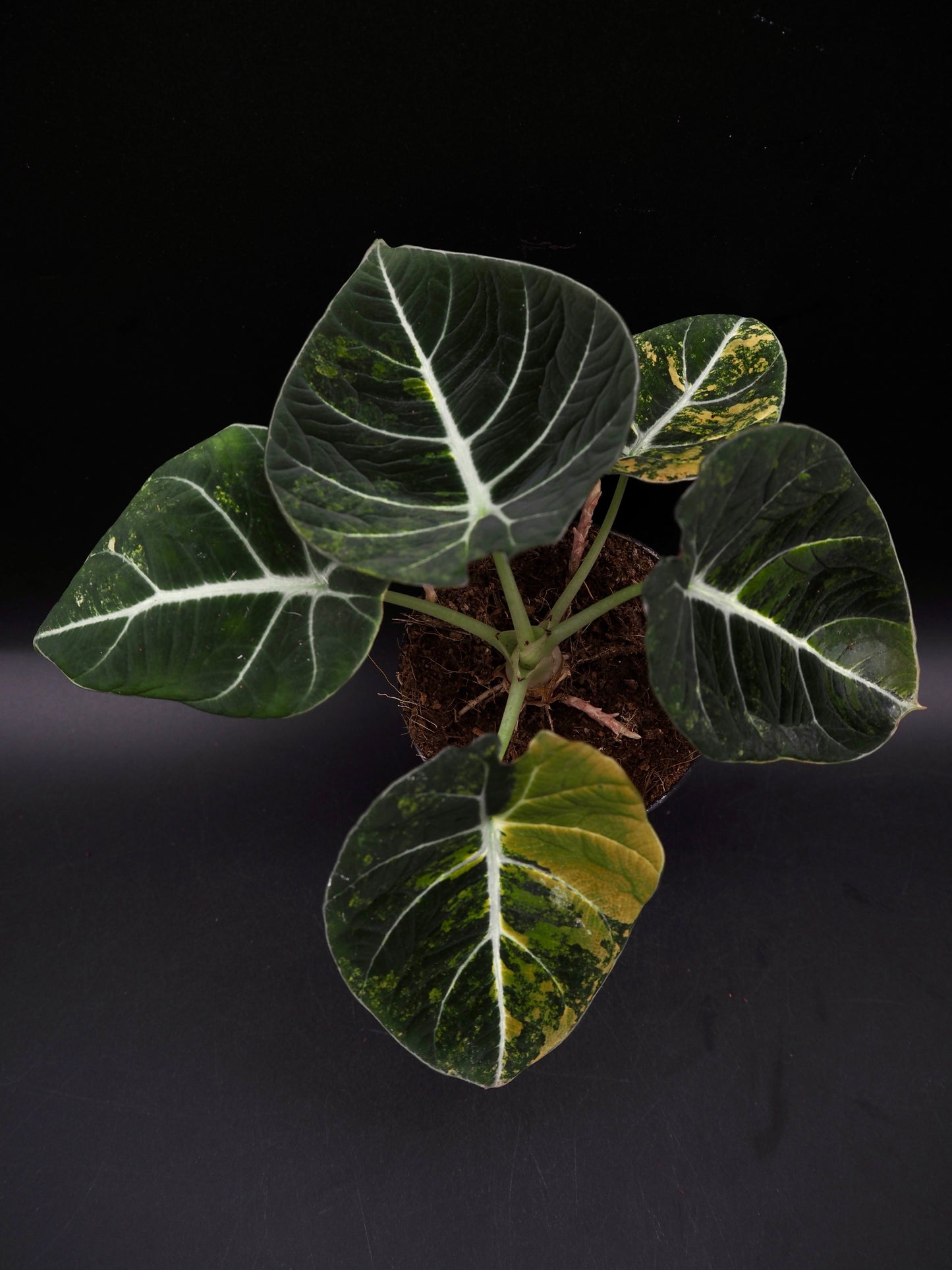Alocasia Black Velvet Gold