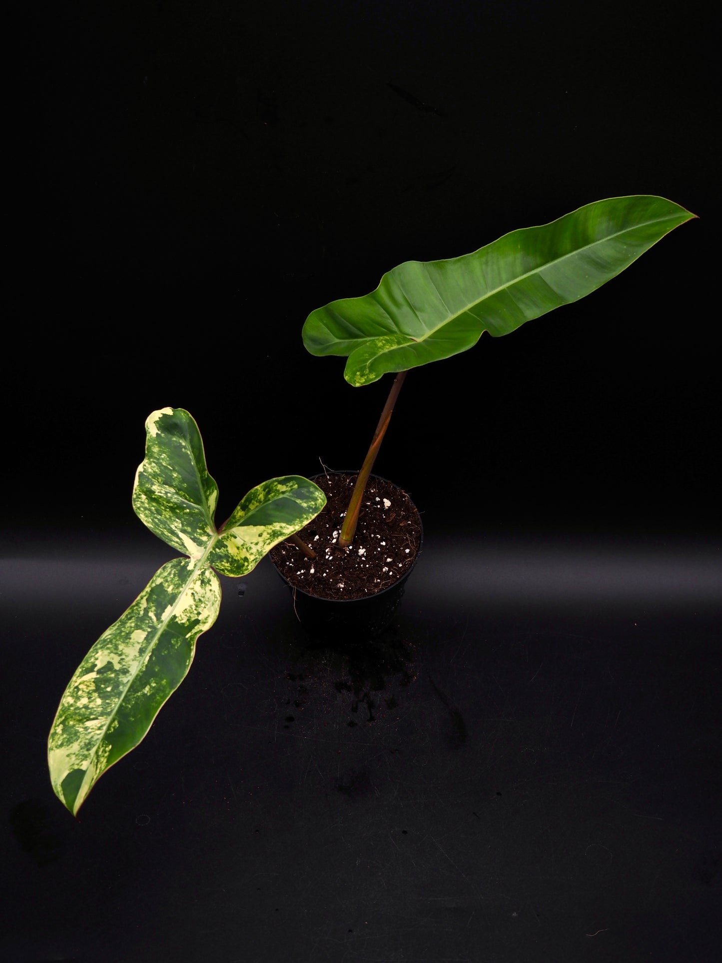 Philodendron Florida Beauty x Billitiea (Jennifer)