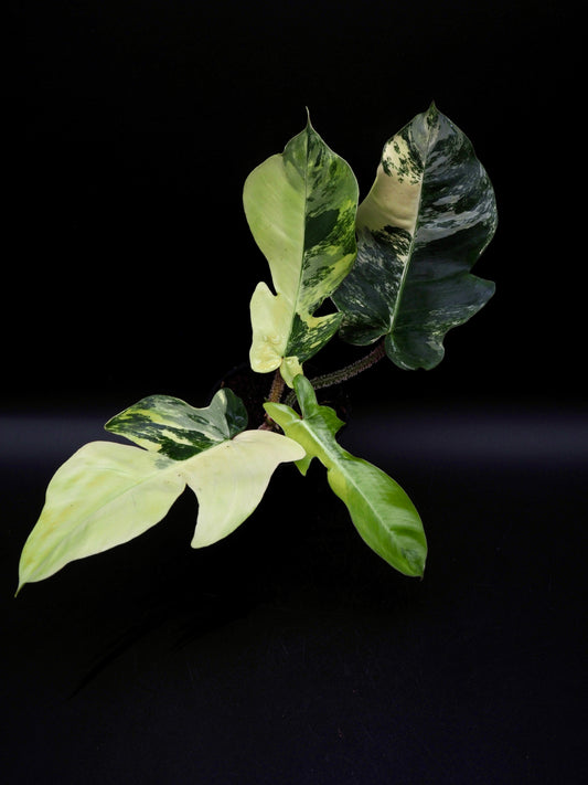 Philodendron Squamiferum Aurea Variegata
