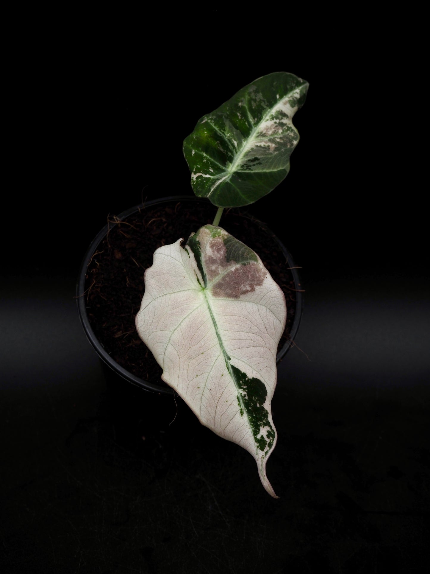 Alocasia Black Velvet Pink