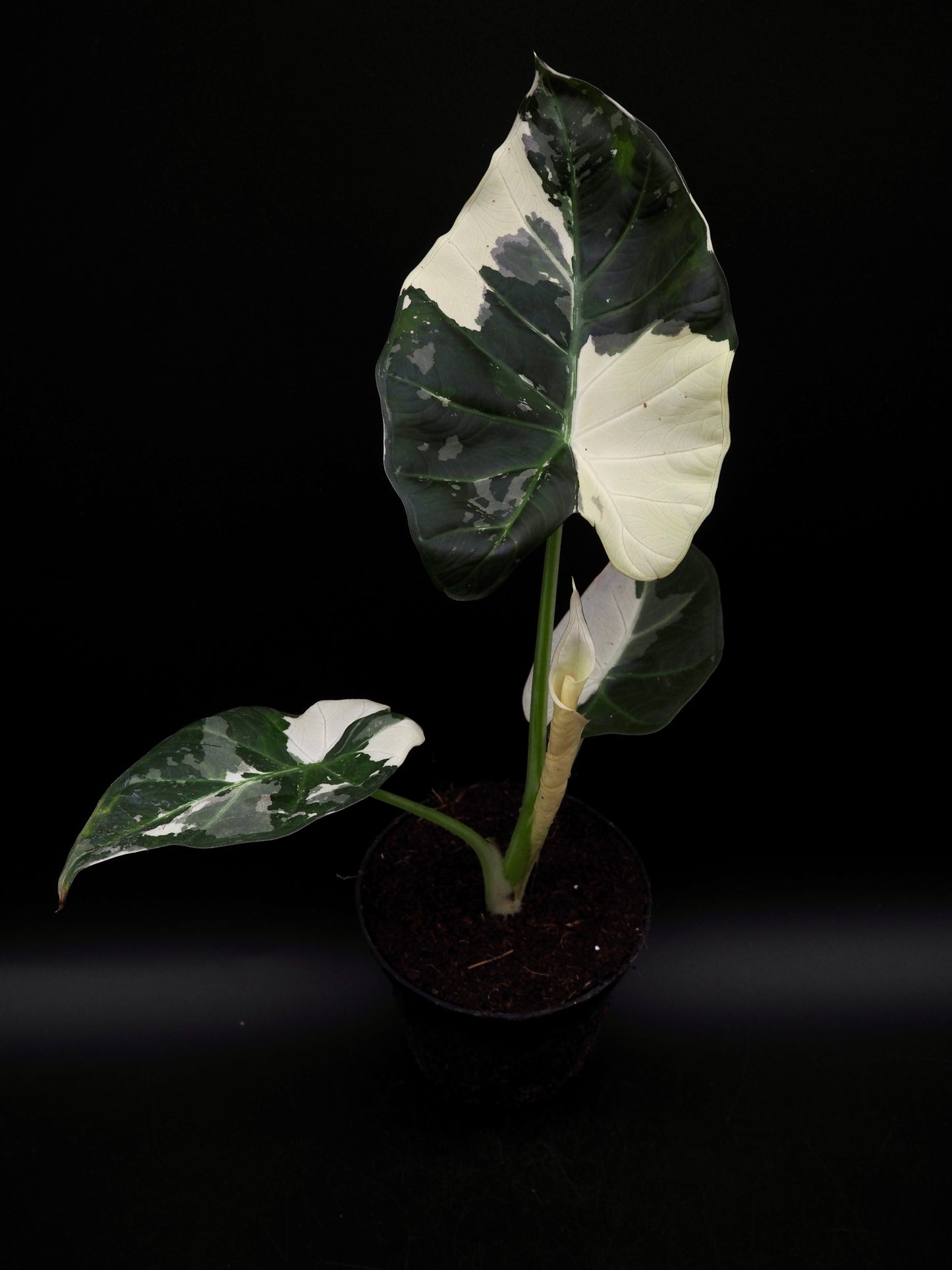 Alocasia Regal Shield Albo