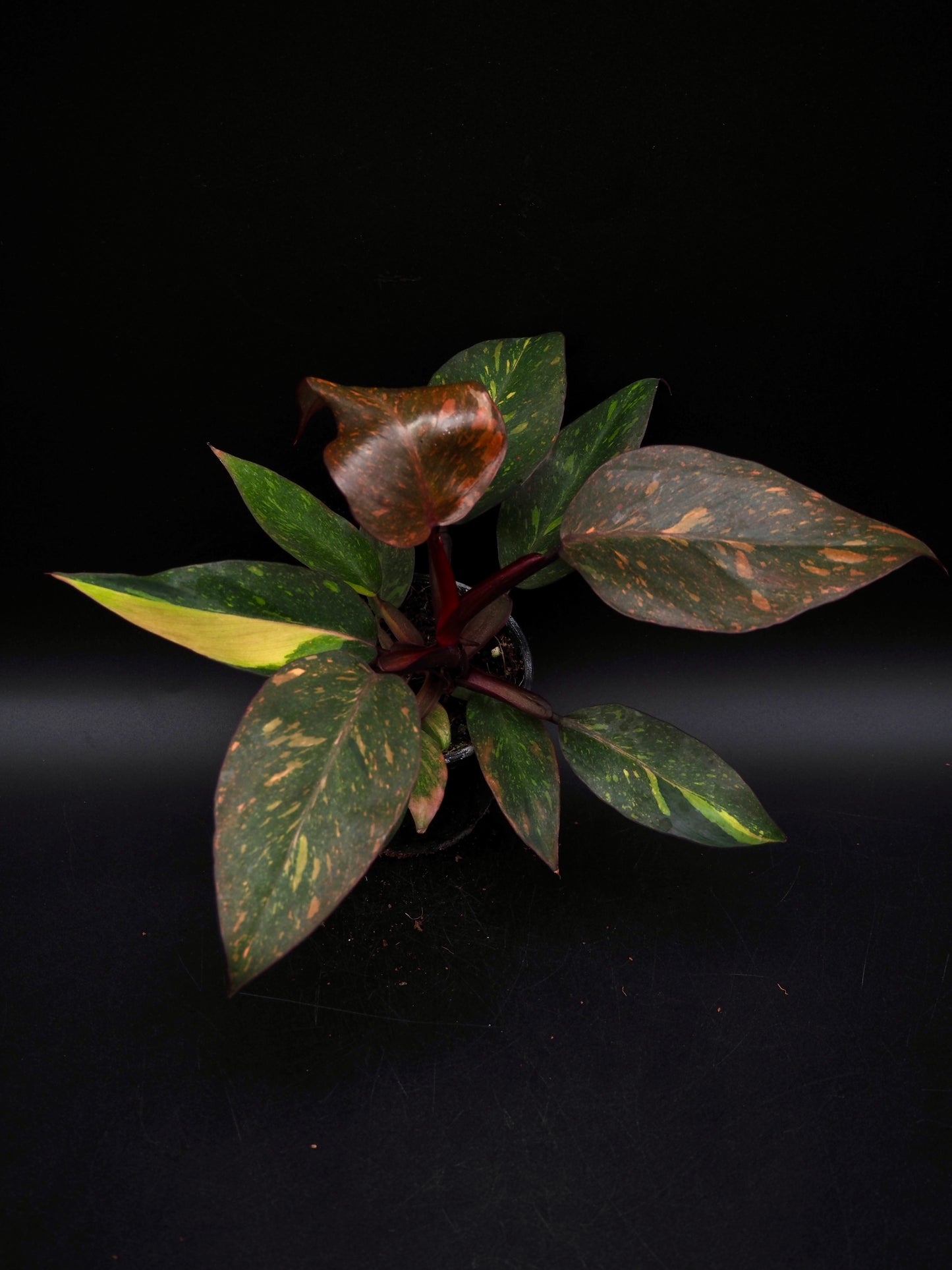 Philodendron Orange Princess Galaxy