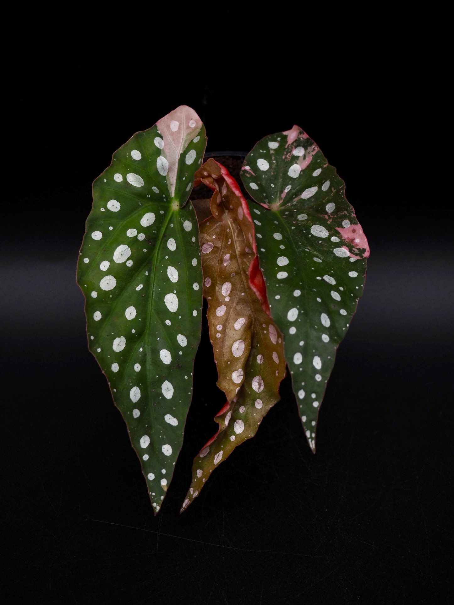 Begonia Maculata Pink Variegata
