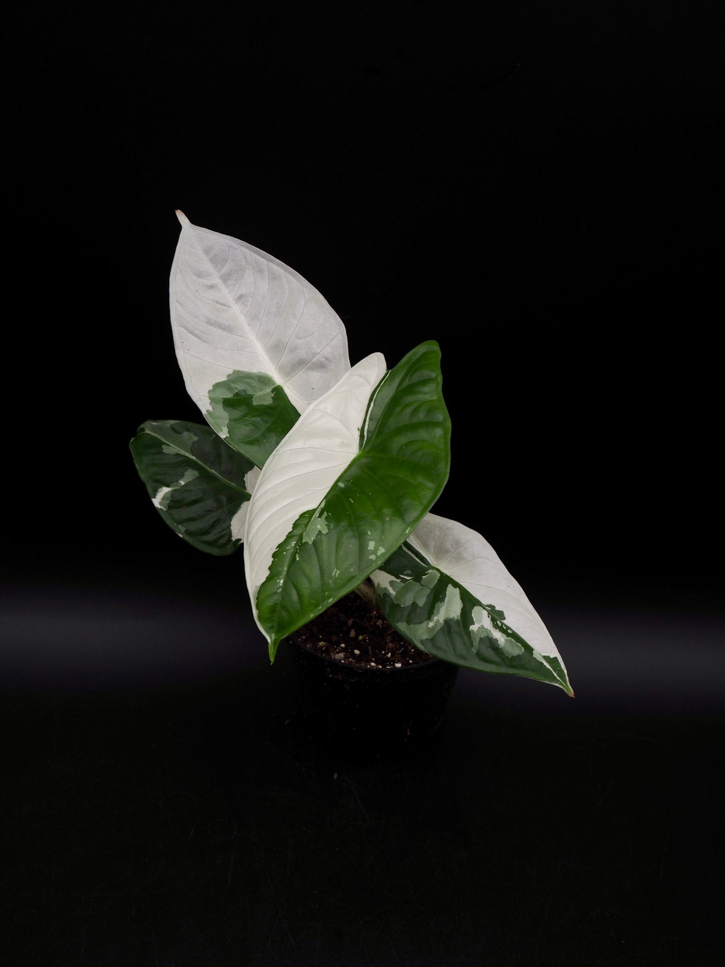 Alocasia Fornicata Albo