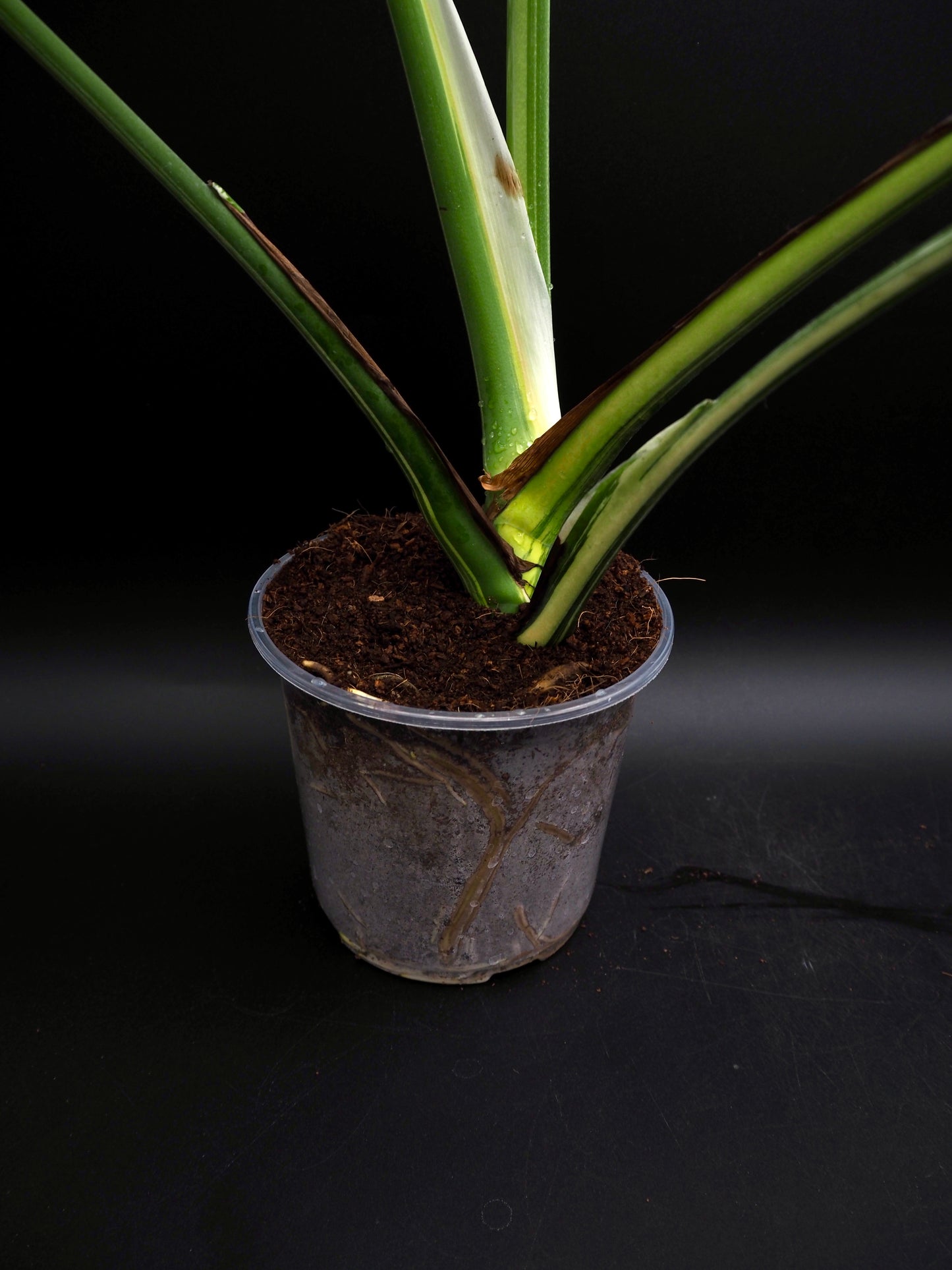 Monstera Deliciosa Lemon Pom Pom