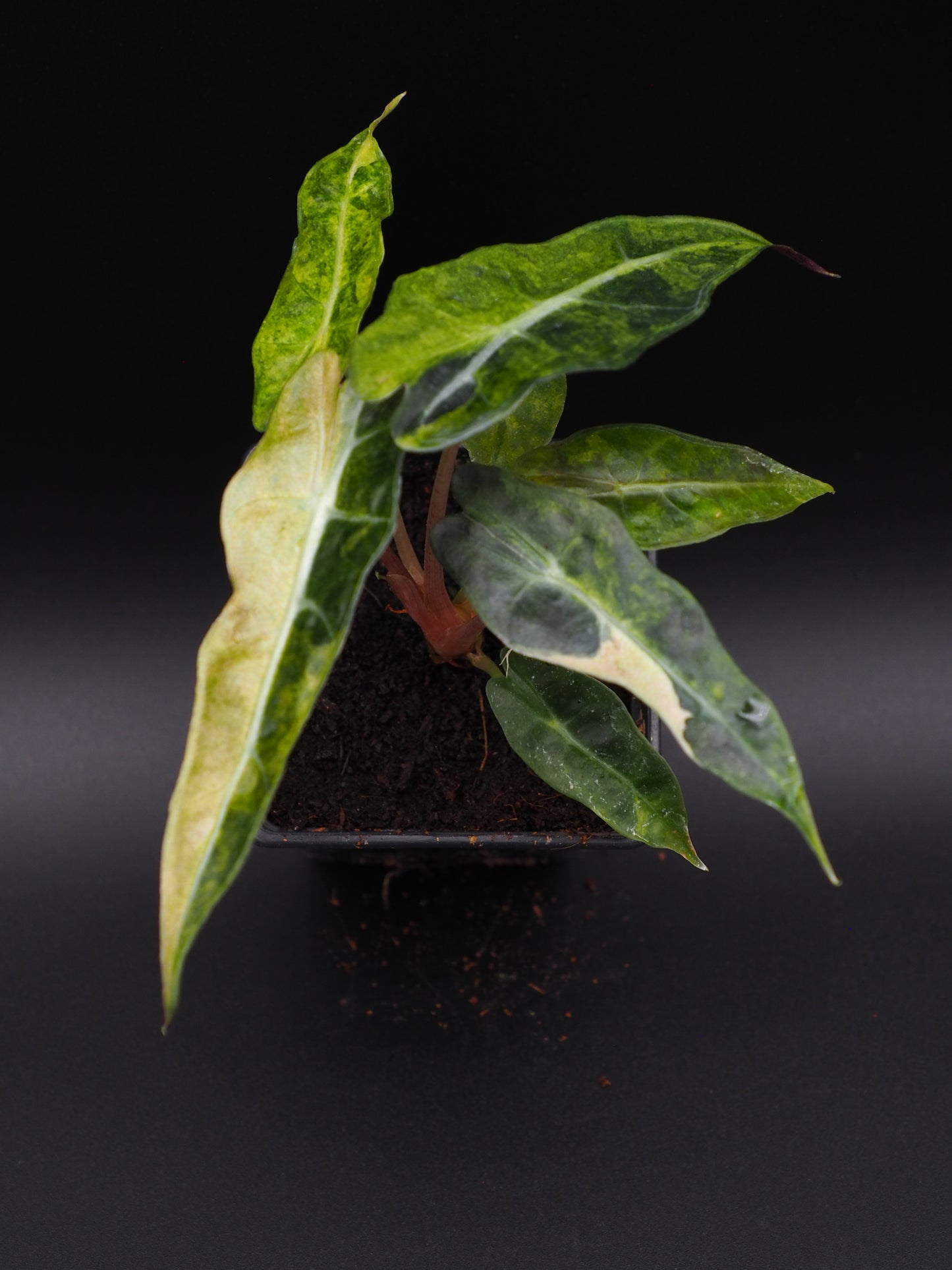 Alocasia Polly Splash