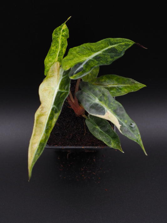 Alocasia Polly Splash