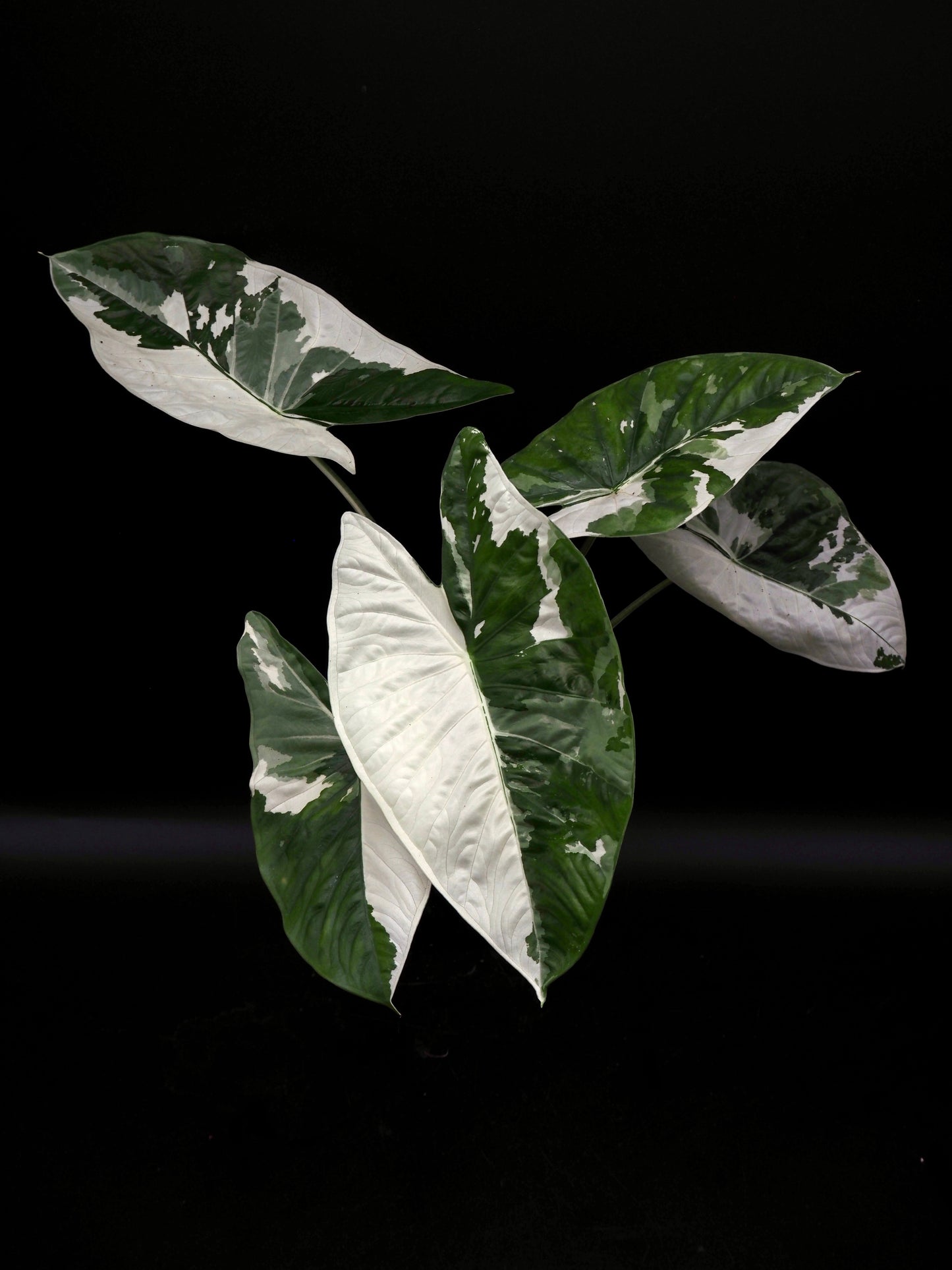 Alocasia Fornicata Albo