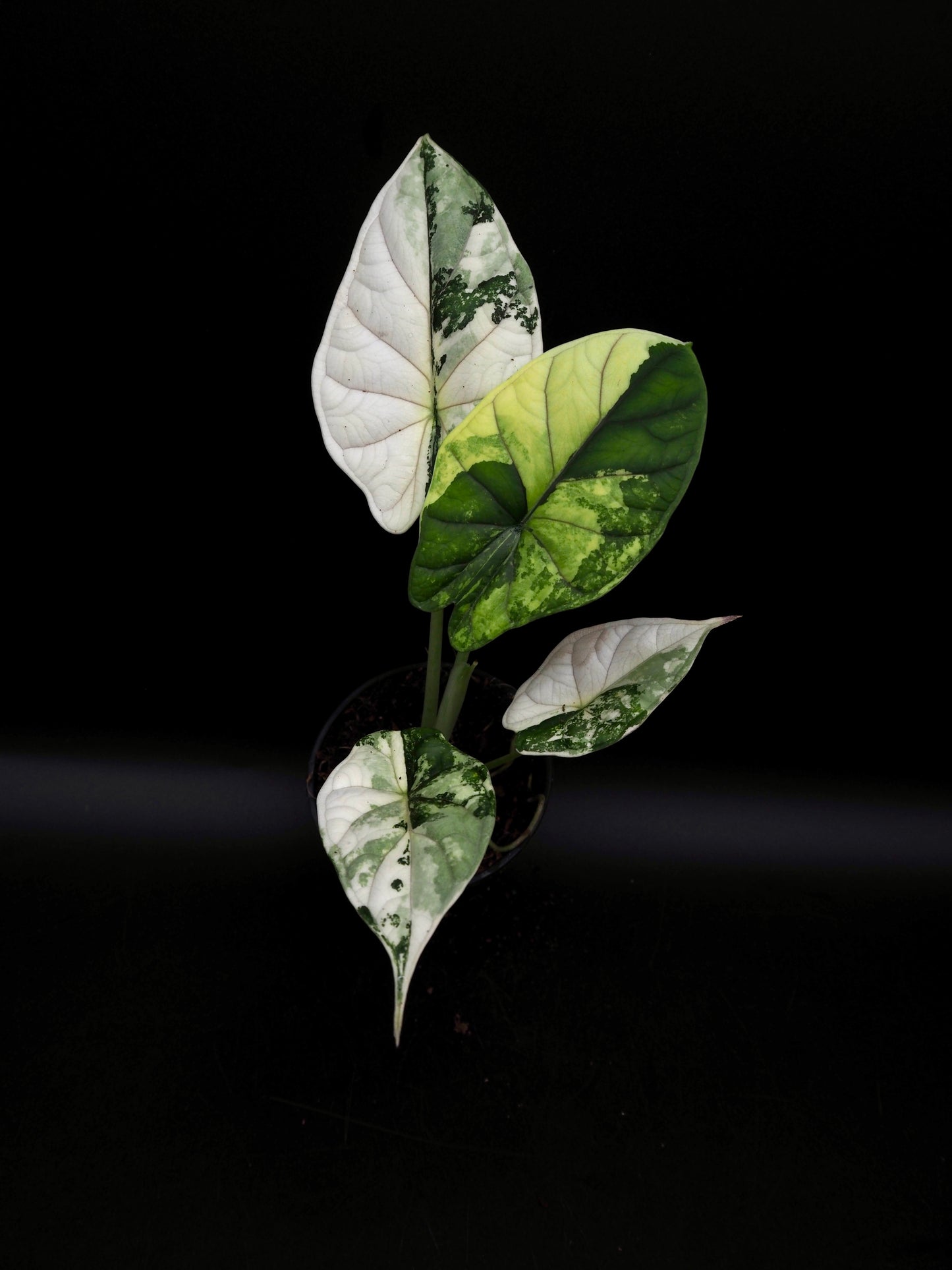 Écaille de dragon Alocasia Albo Variegata