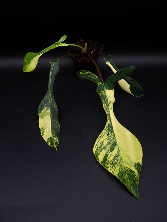 Philodendron Joepii Aurea