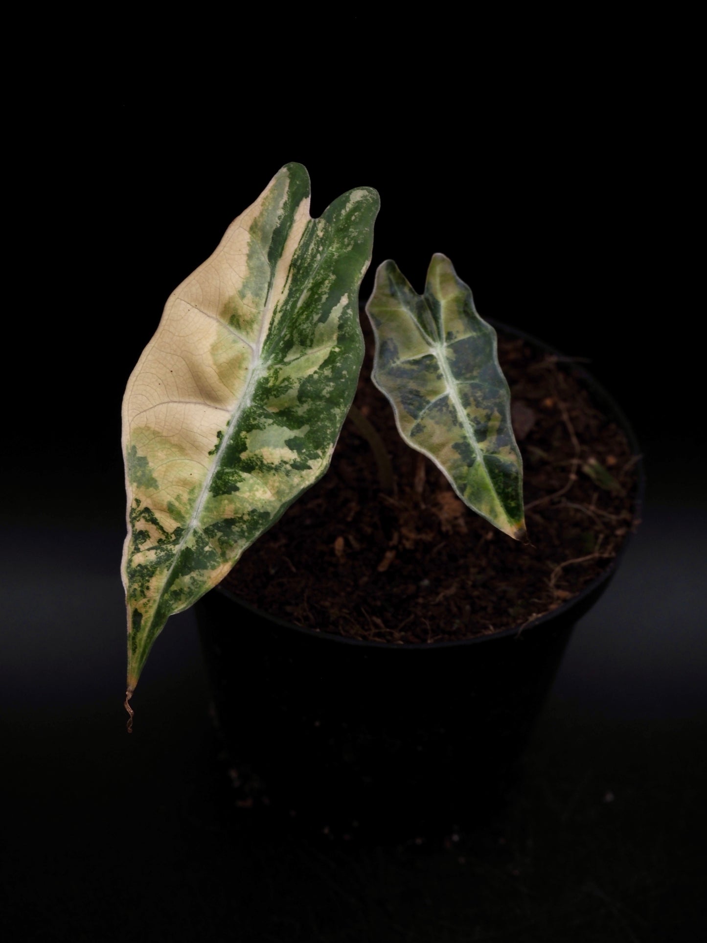 Alocasia Sanderian Taureau Aurea