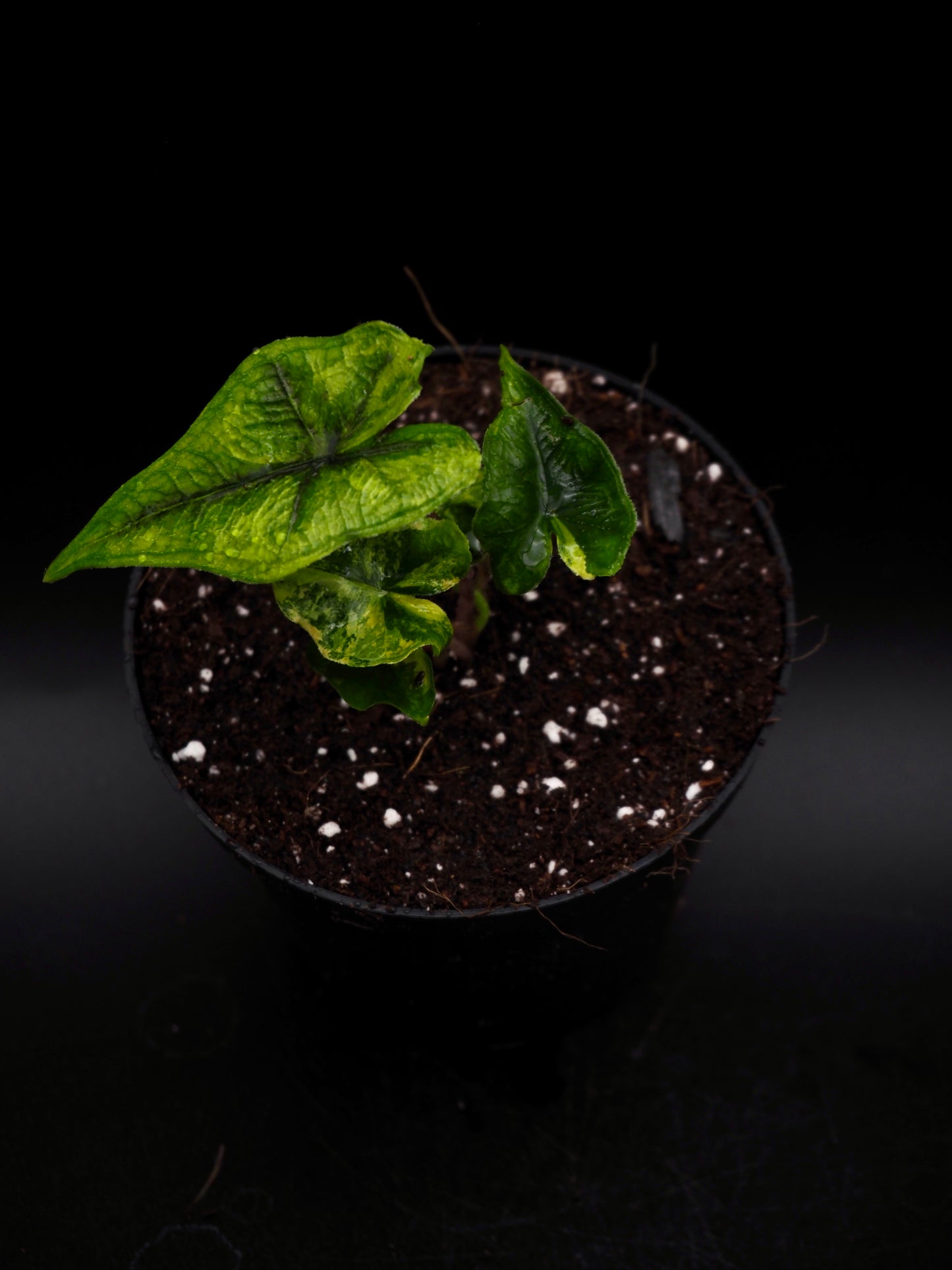 Alocasia Jacklyn Aurea Variegata