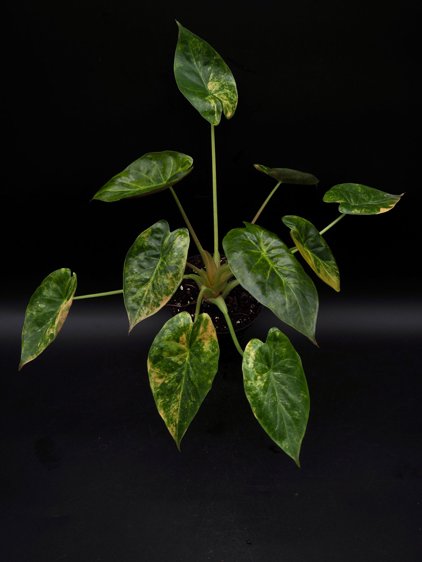 Alocasia Wentii Sunset Aurea