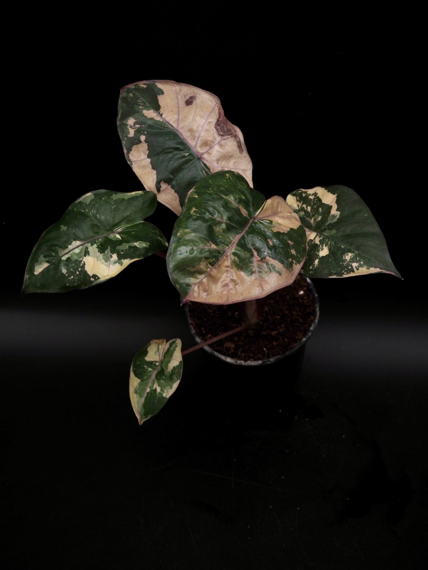 Alocasia Yucatan Princess Pink
