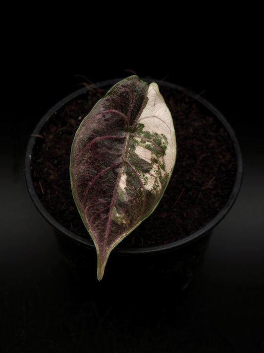 Alocasia Azlanii Pink