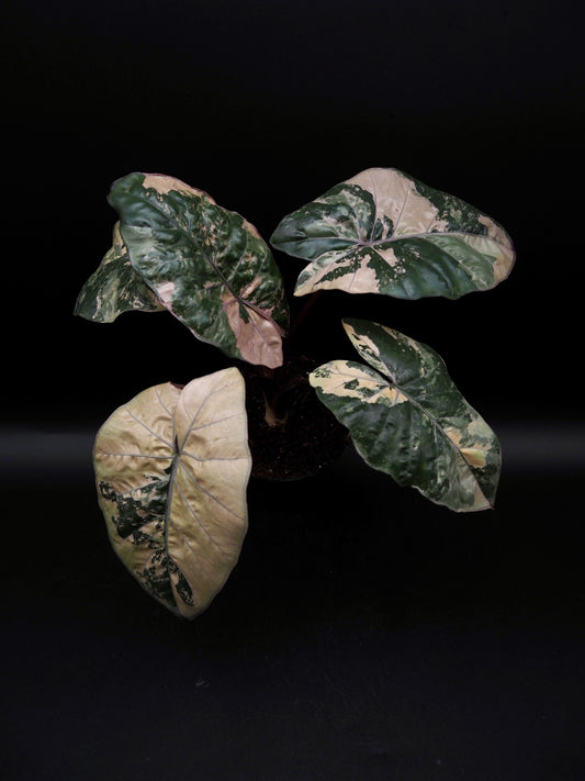 Alocasia Yucatan Princess Pink