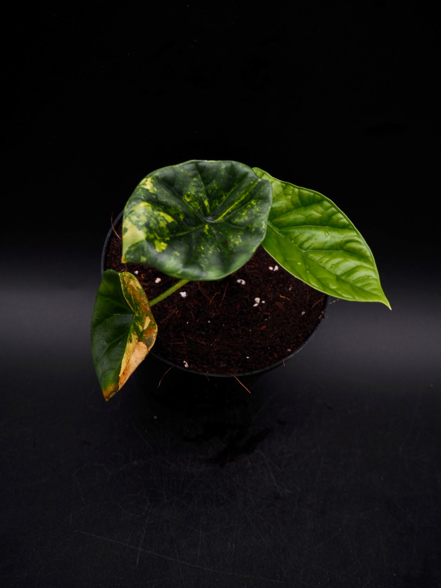 Alocasia Sinuata Aurea