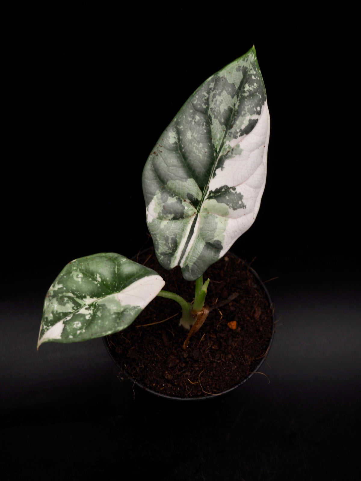 Alocasia Silver Dragon Albo Snow White Variegata